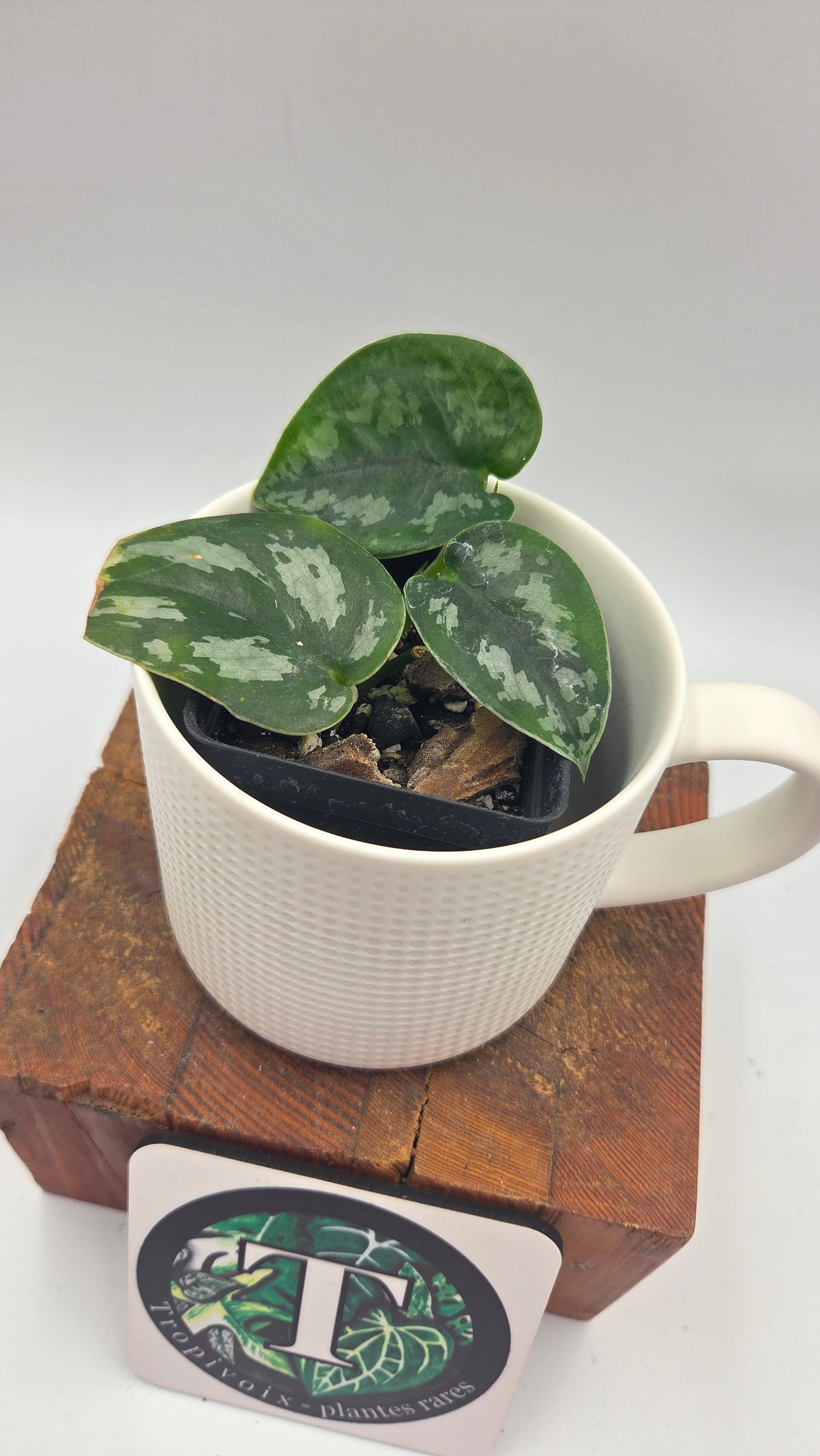 Scindapsus Black Exotica (SCI-1491)