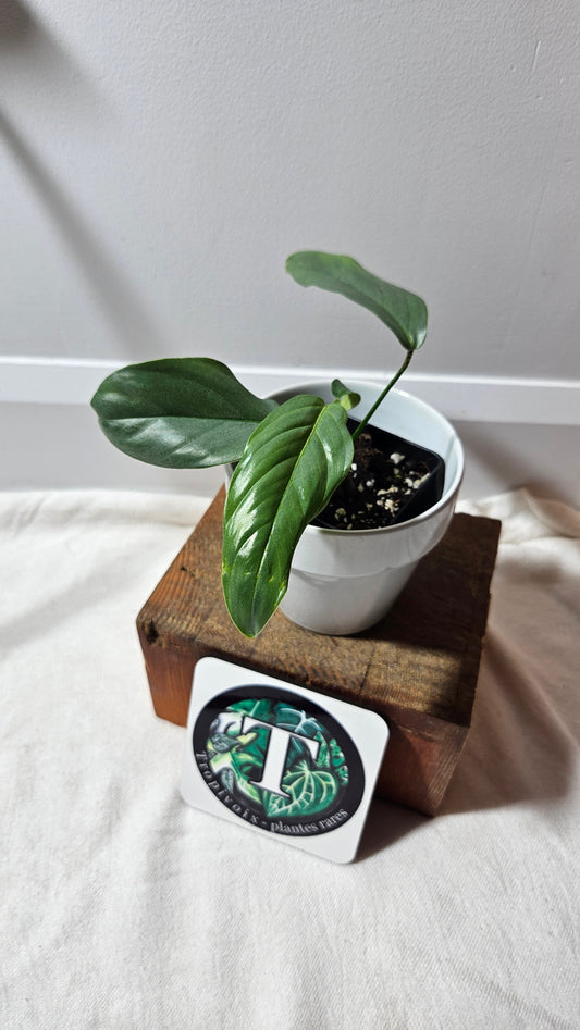 Philodendron Genevievianum Platinum(PHI-522)