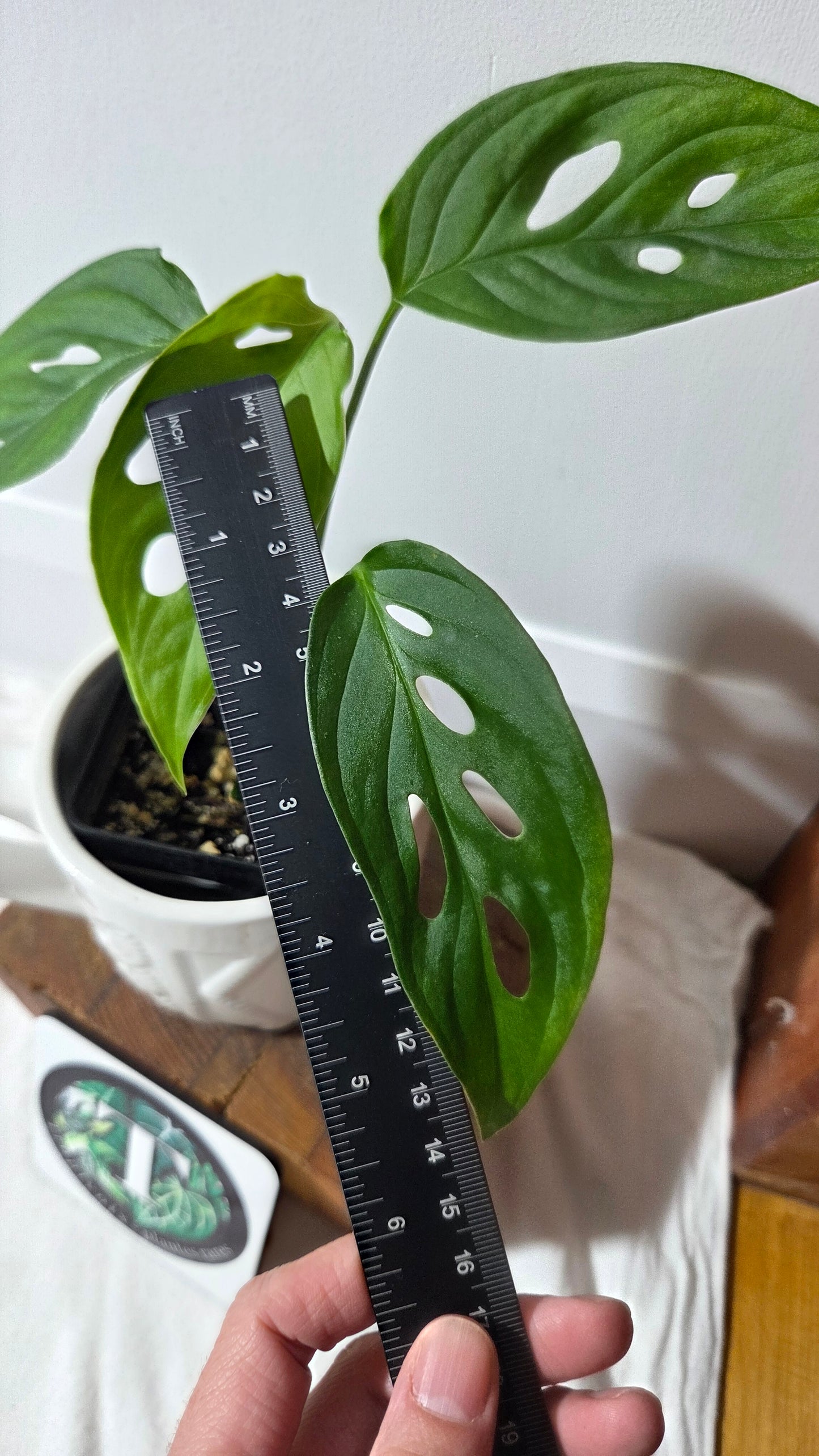 Monstera Obliqua Aff Tamarindo (MON-532)