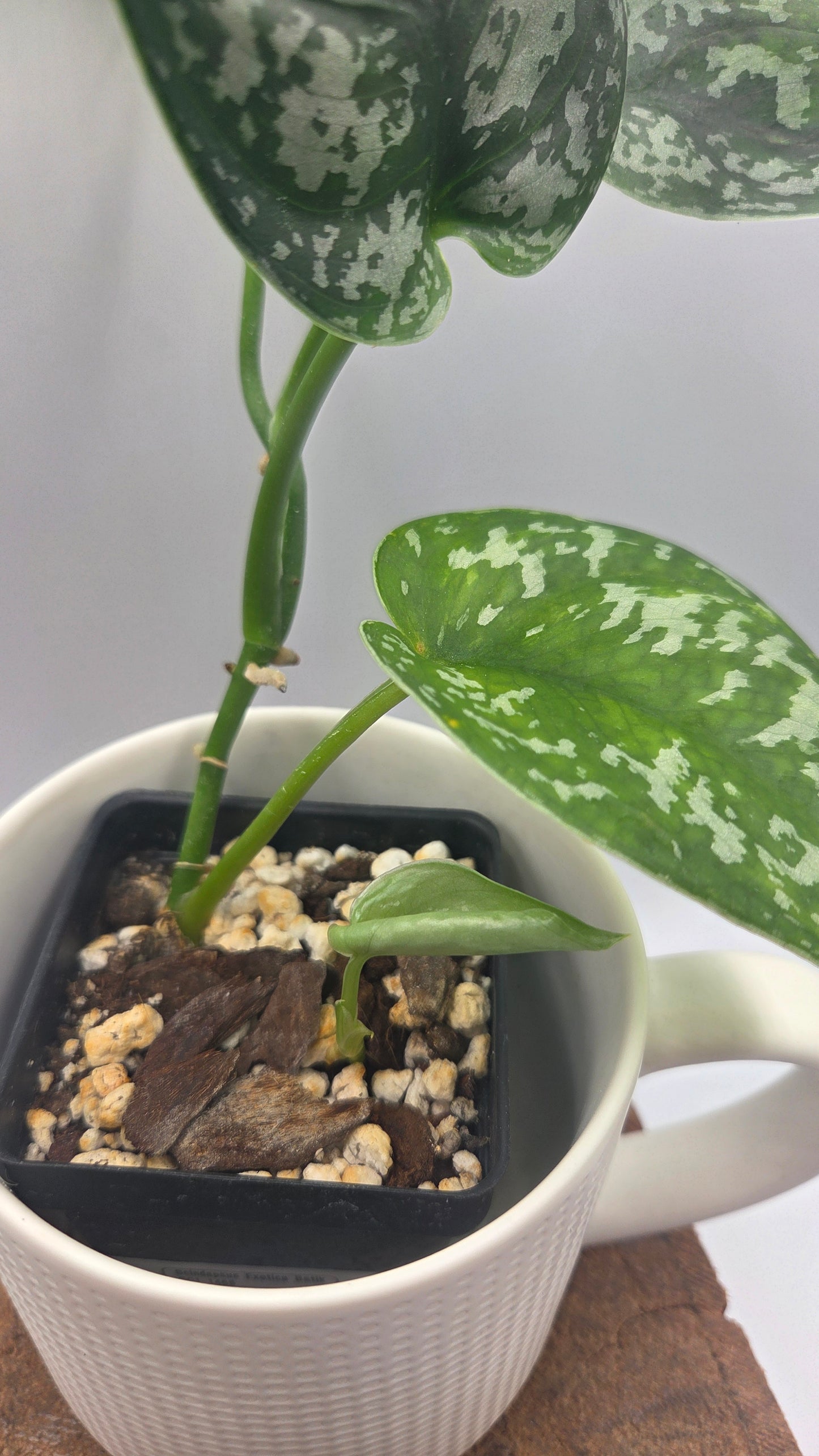 Scindapsus Exotica Batik (SCI-1466)