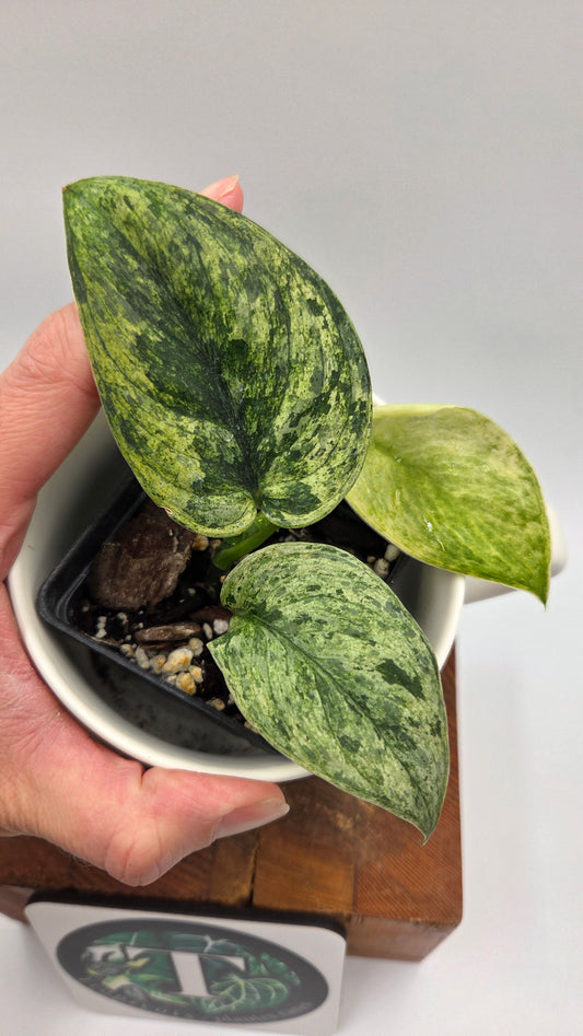 Scindapsus Silver Satin albo (SCI-1375)