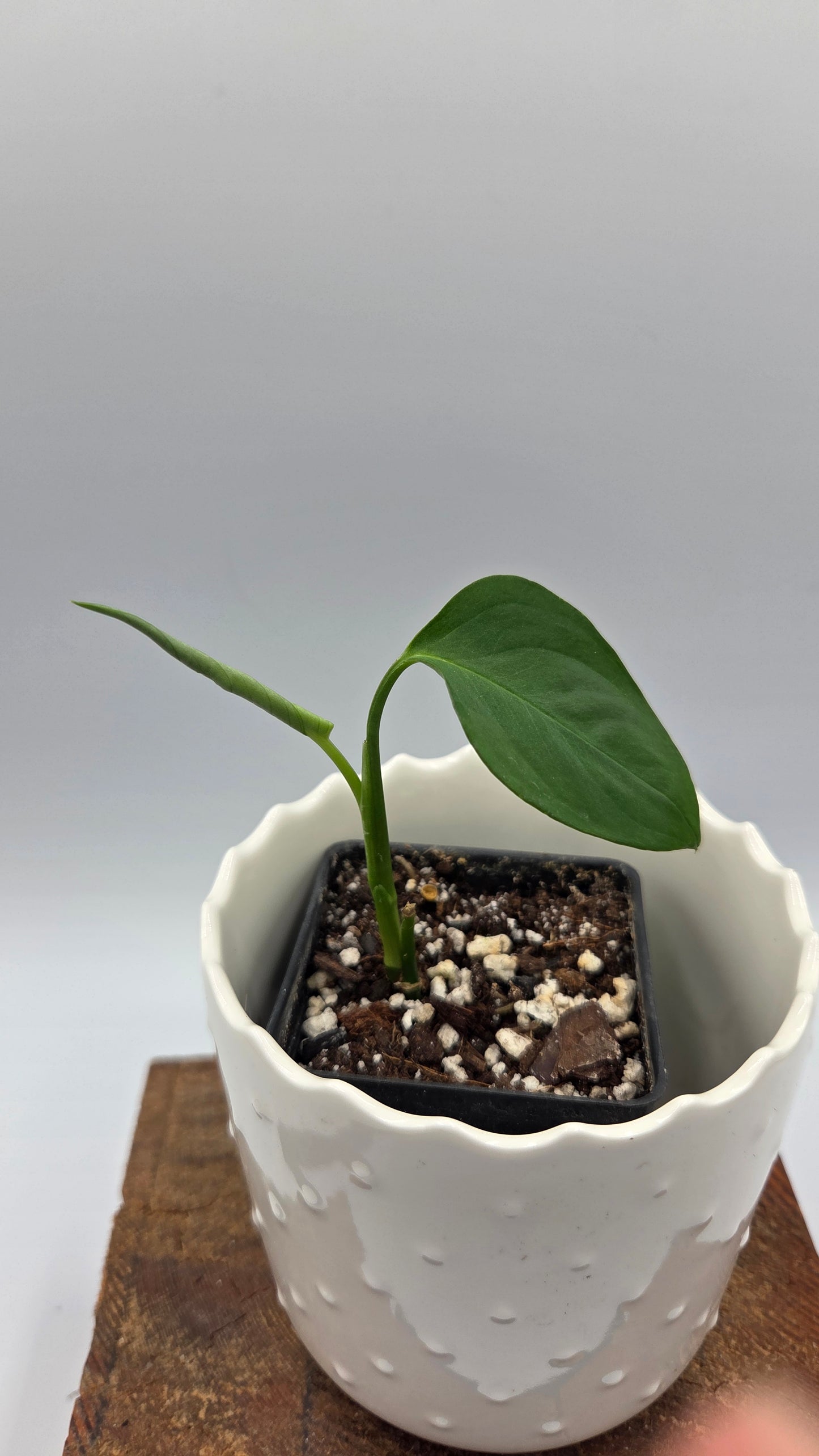 Monstera Obliqua Aff Indanza (MON-555)