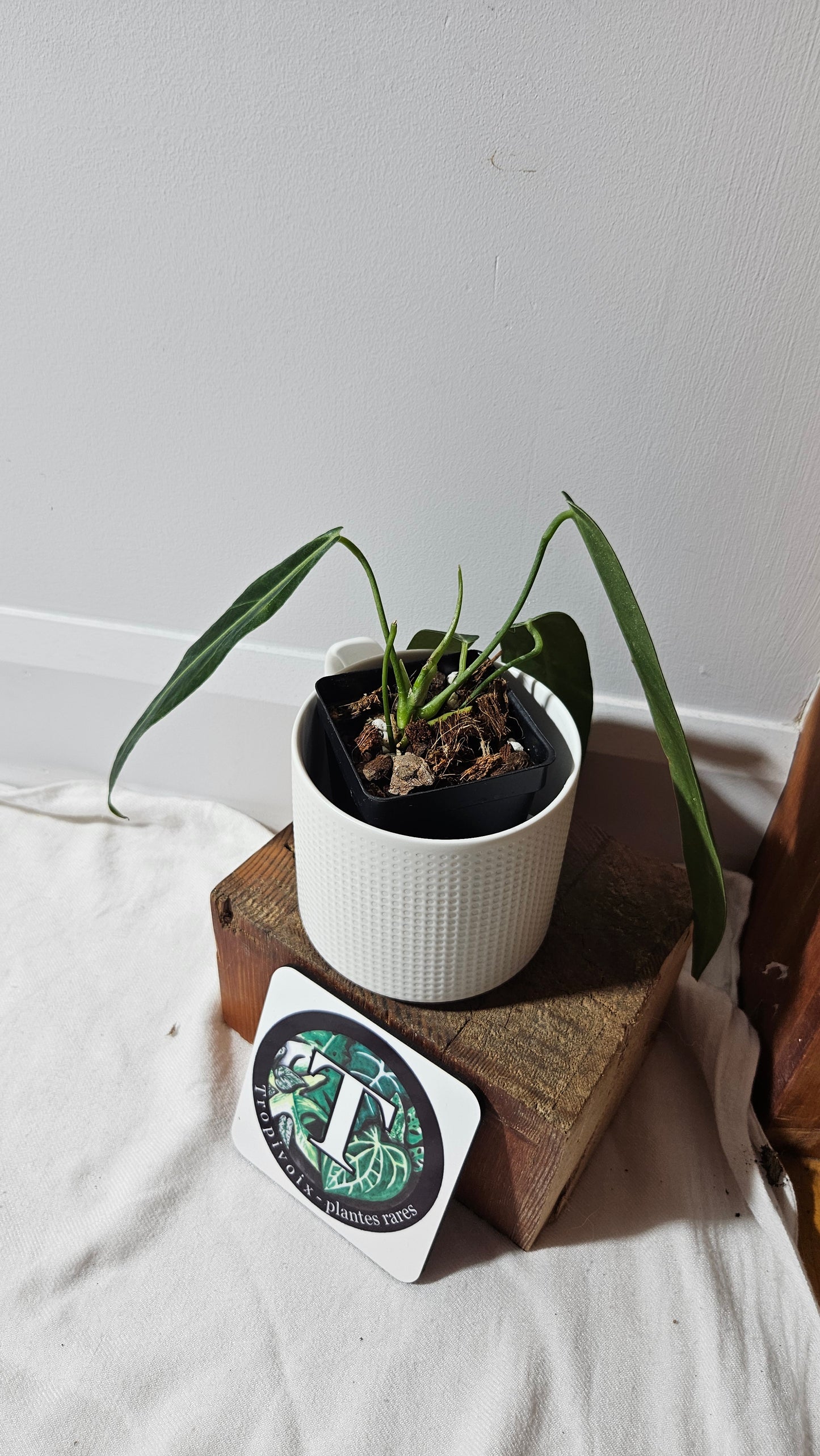 Anthurium Warocqueanum  "format MOYEN"(ANT-629)