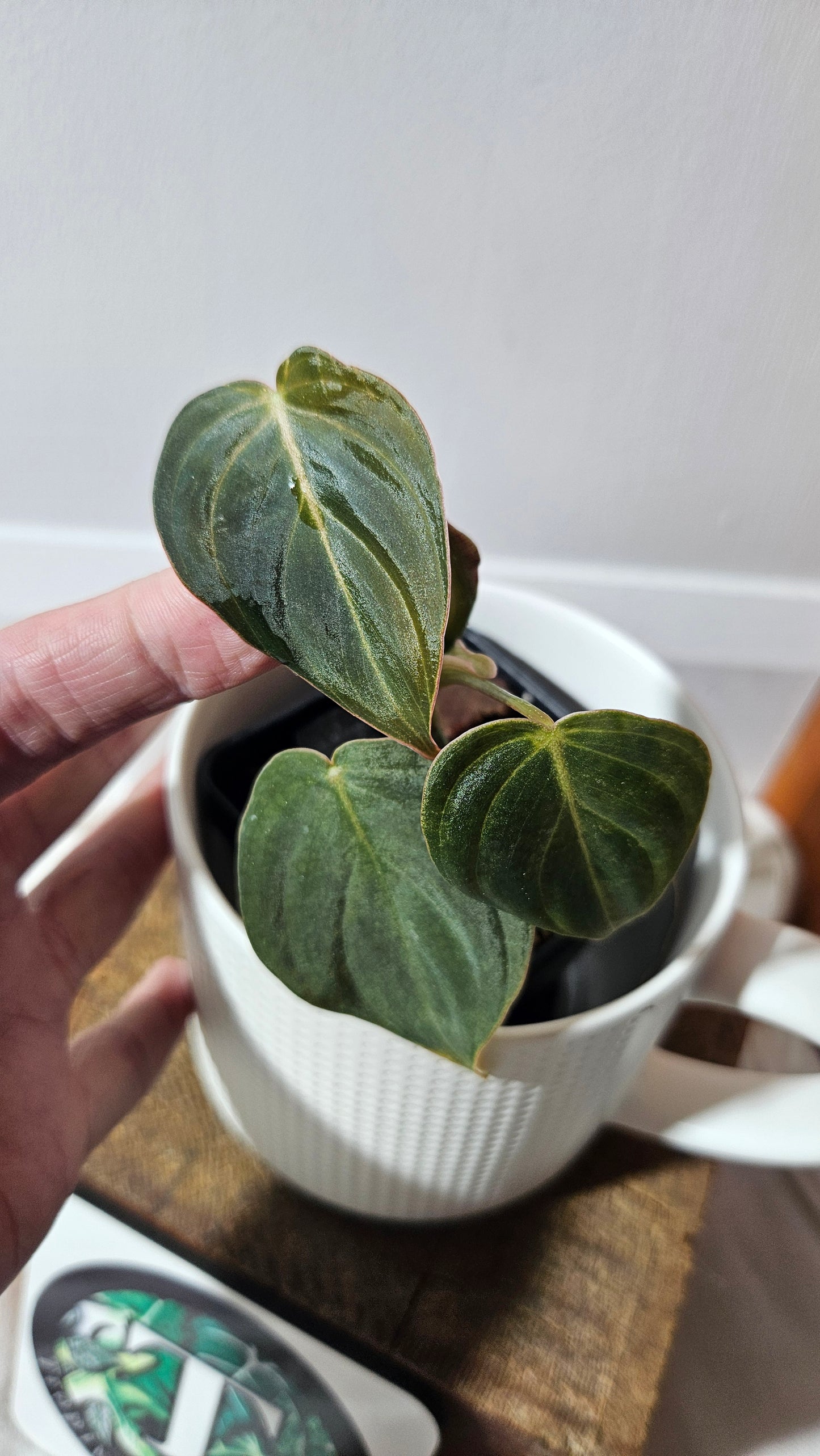 Philodendron Glorious (PHI-955)