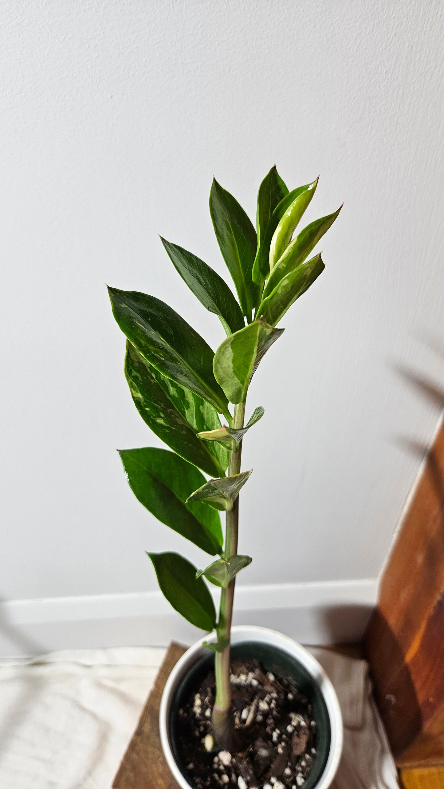 Zamioculcas zamiifolia Variegata/ZZ (AUT-032)