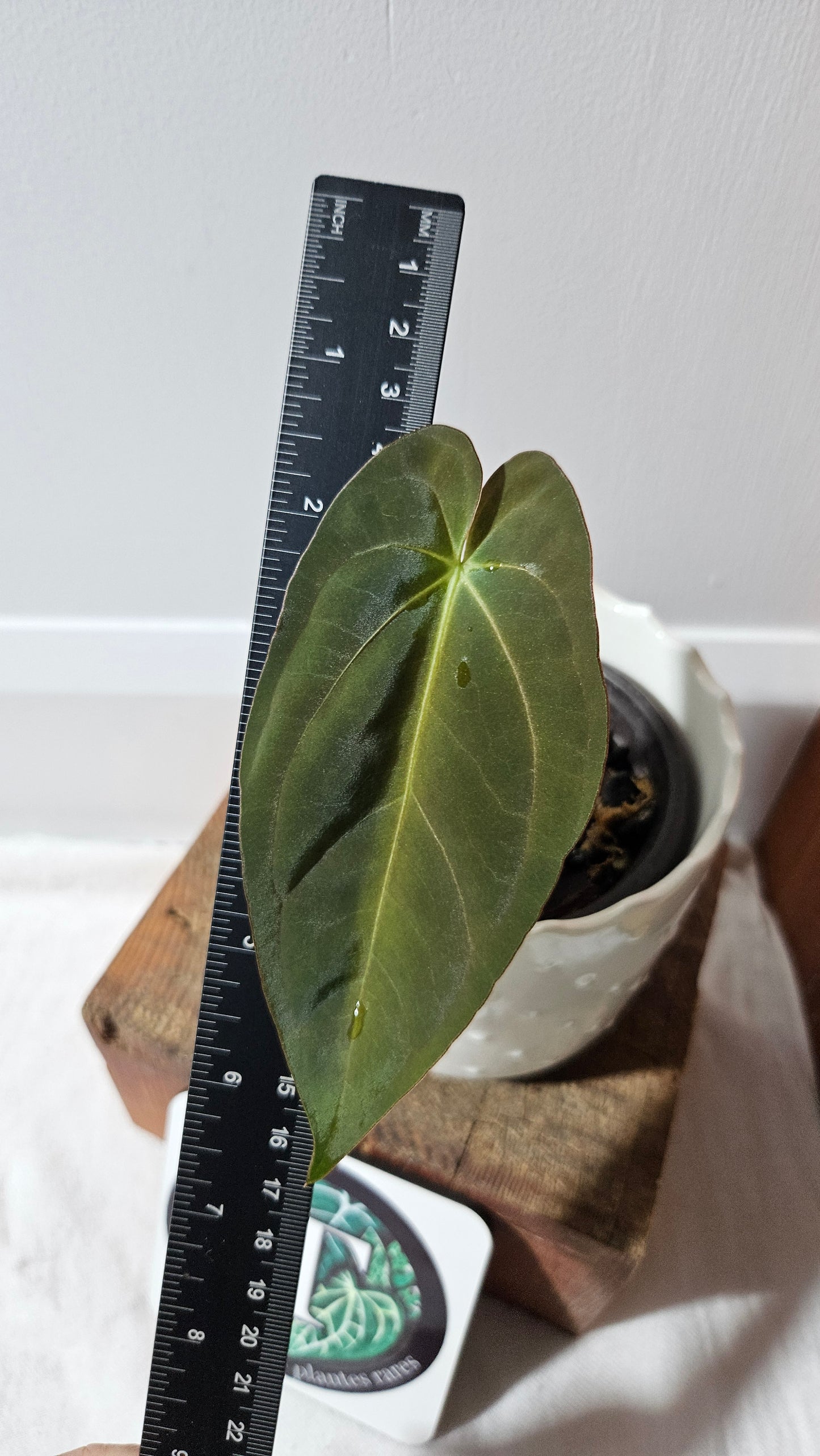 Anthurium Dark Phoenix X Panama "format PETIT" (ANT-541)
