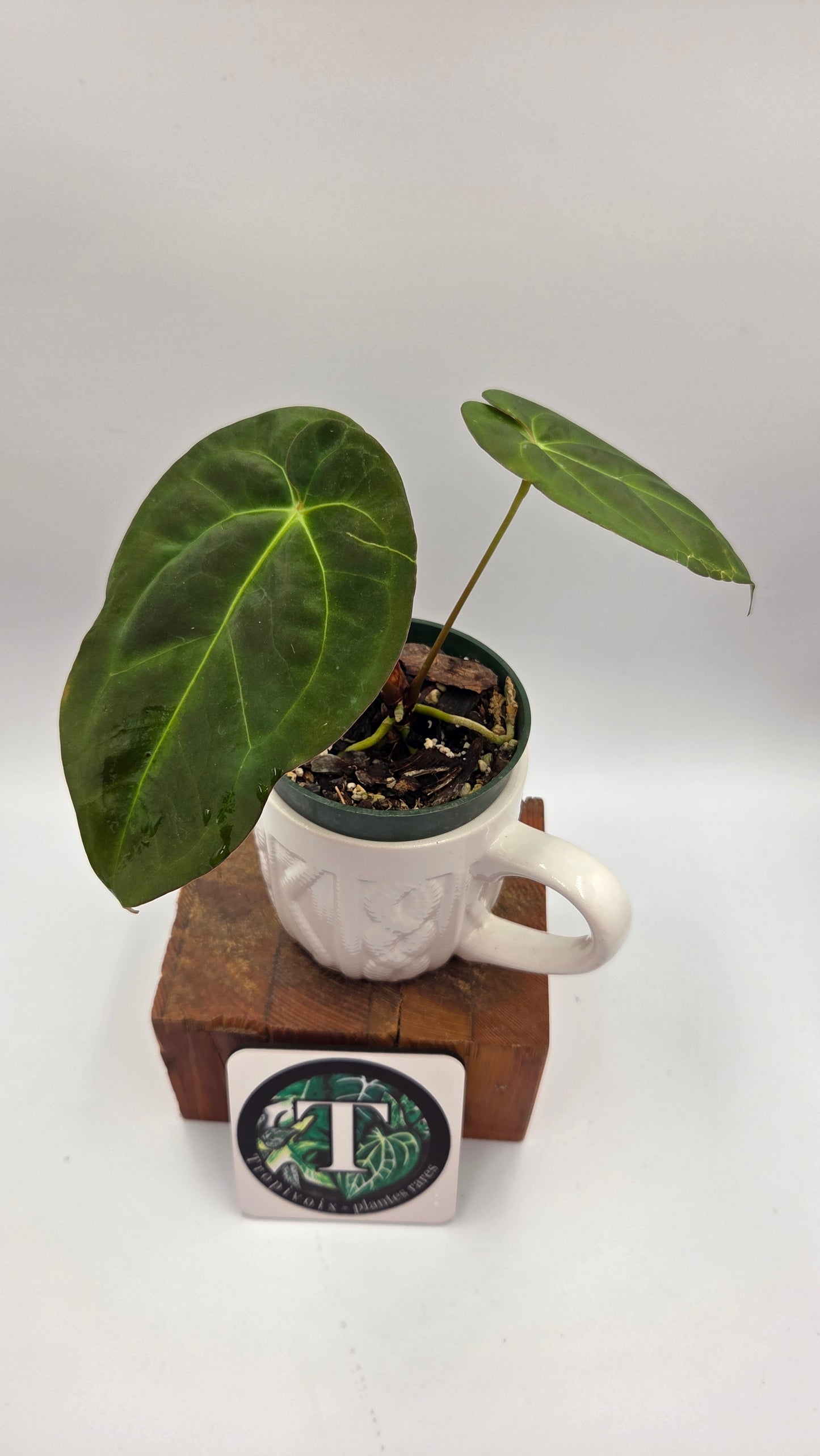 Anthurium Papillilaminum Legend "format MOYEN" (ANT-115)