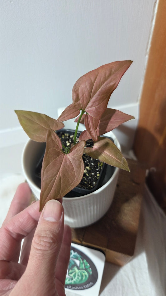 Syngonium Pink Perfection (SYN-488)