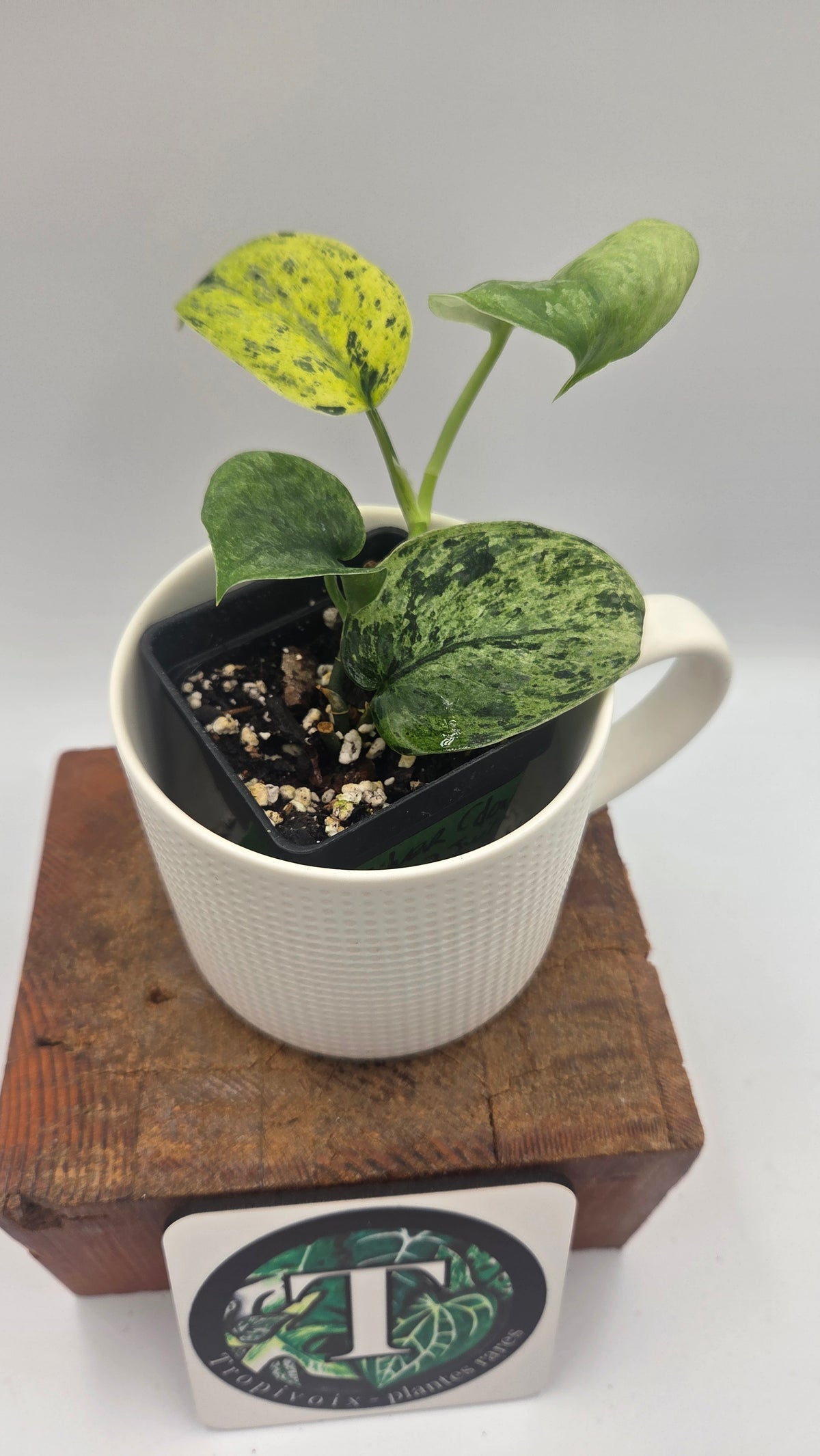 Scindapsus Silver Cloud variegata (SCI-1524)