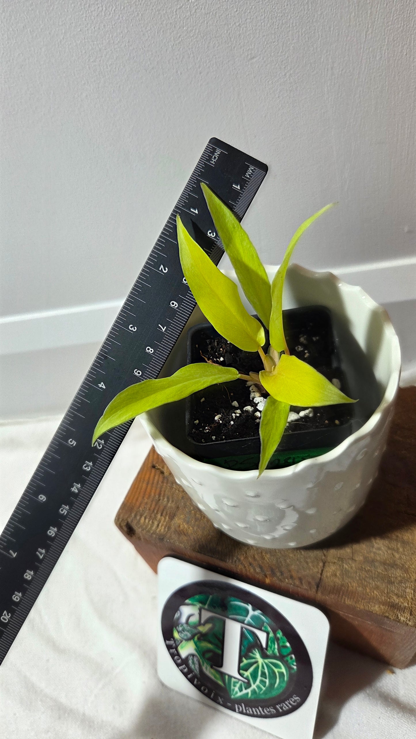 Philodendron Thai Sunrise (PHI-968)