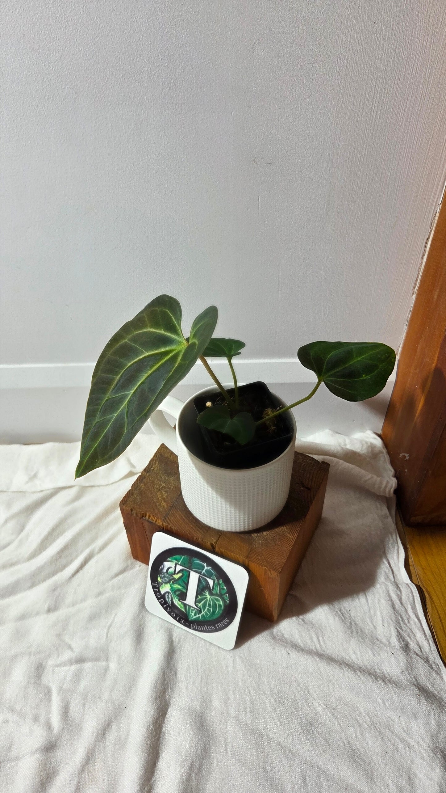 Anthurium Besseae Aff Velvet "Format MOYEN" (ANT-671)
