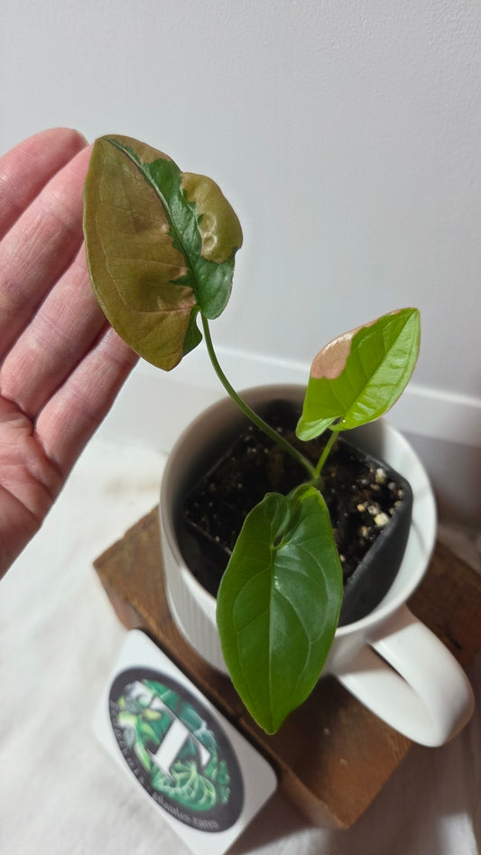 Syngonium Pink Lava (SYN-243)