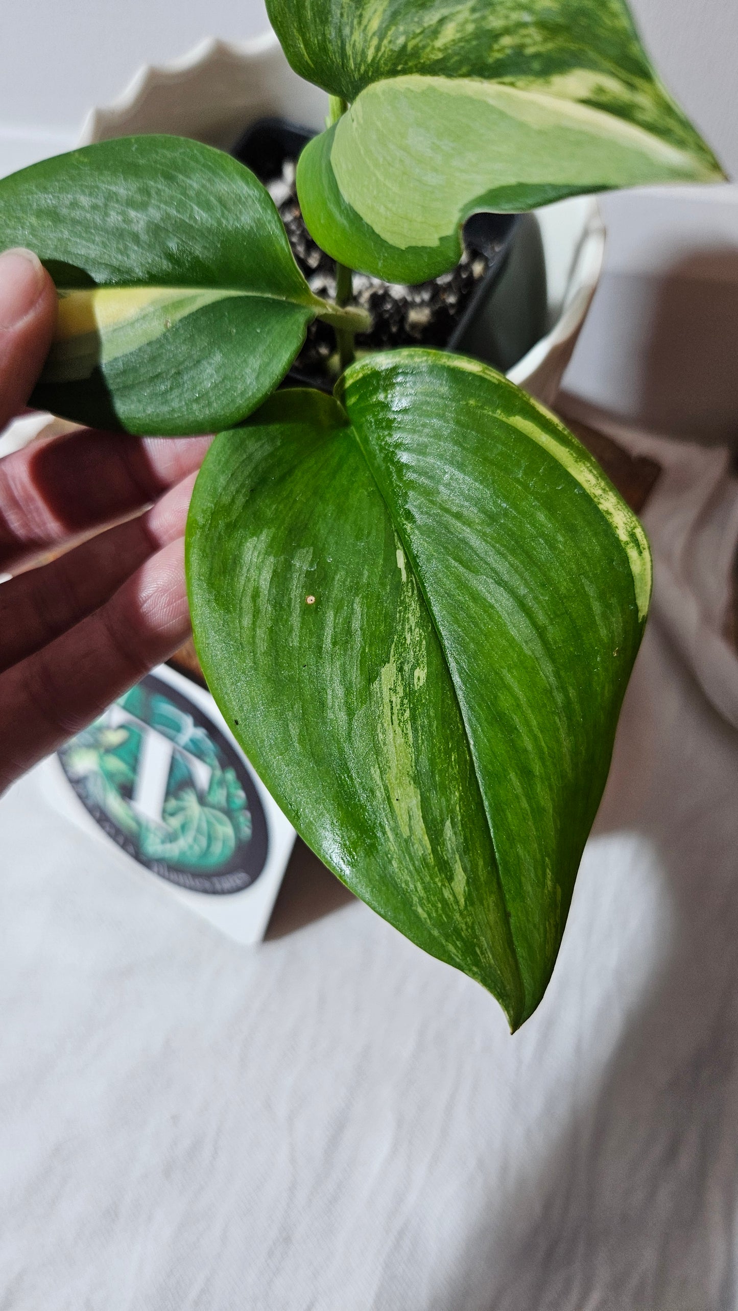 Scindapsus Rubicon (SCI-989)