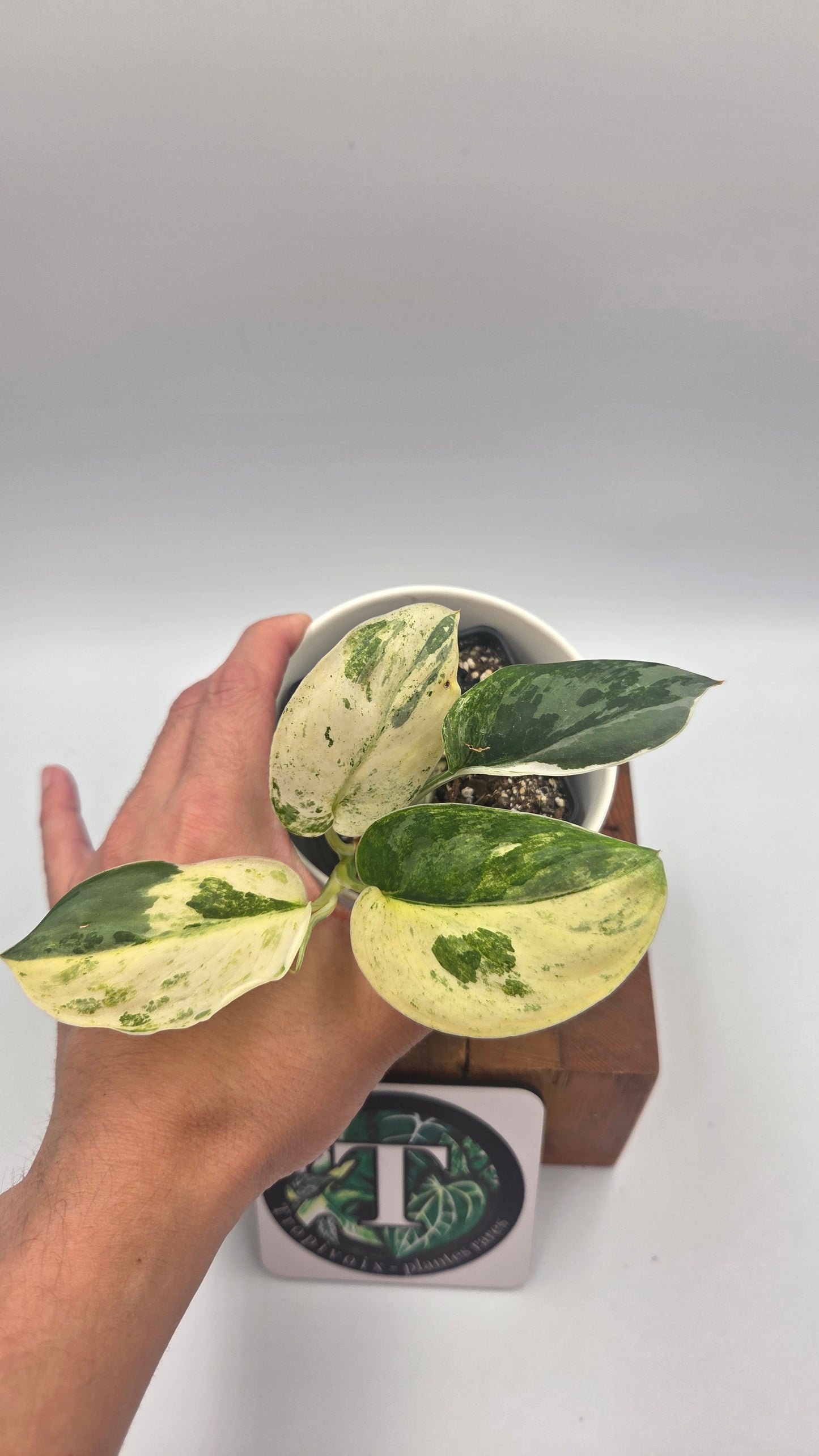 Scindapsus Exotica Salaka Tricolore (SCI-1494)