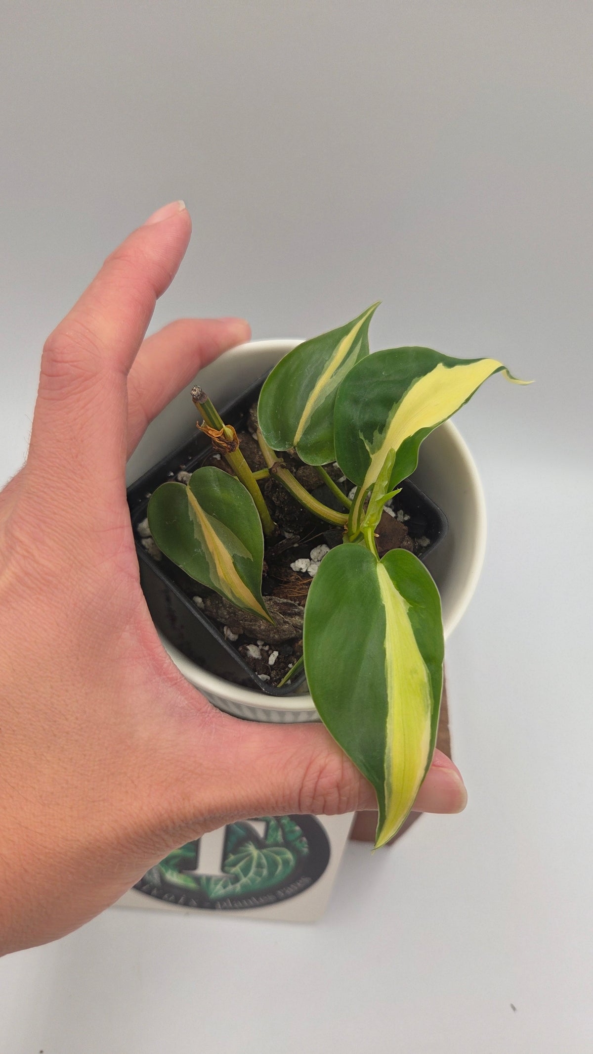 Philodendron Hederaceum Silver Stripe (PHI-1105)