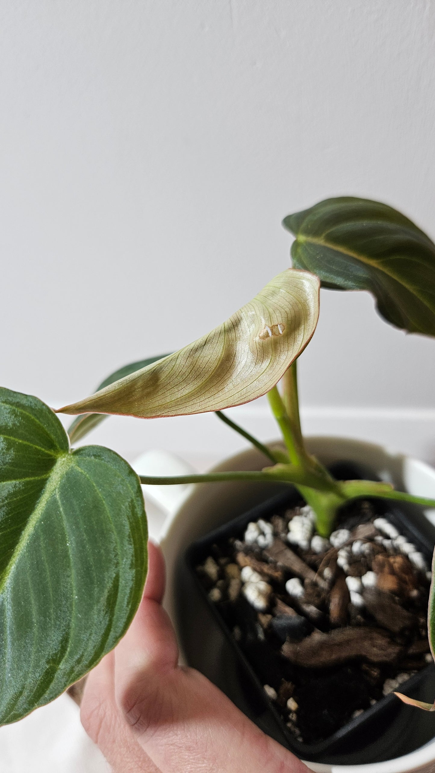 Philodendron Glorious (PHI-949)