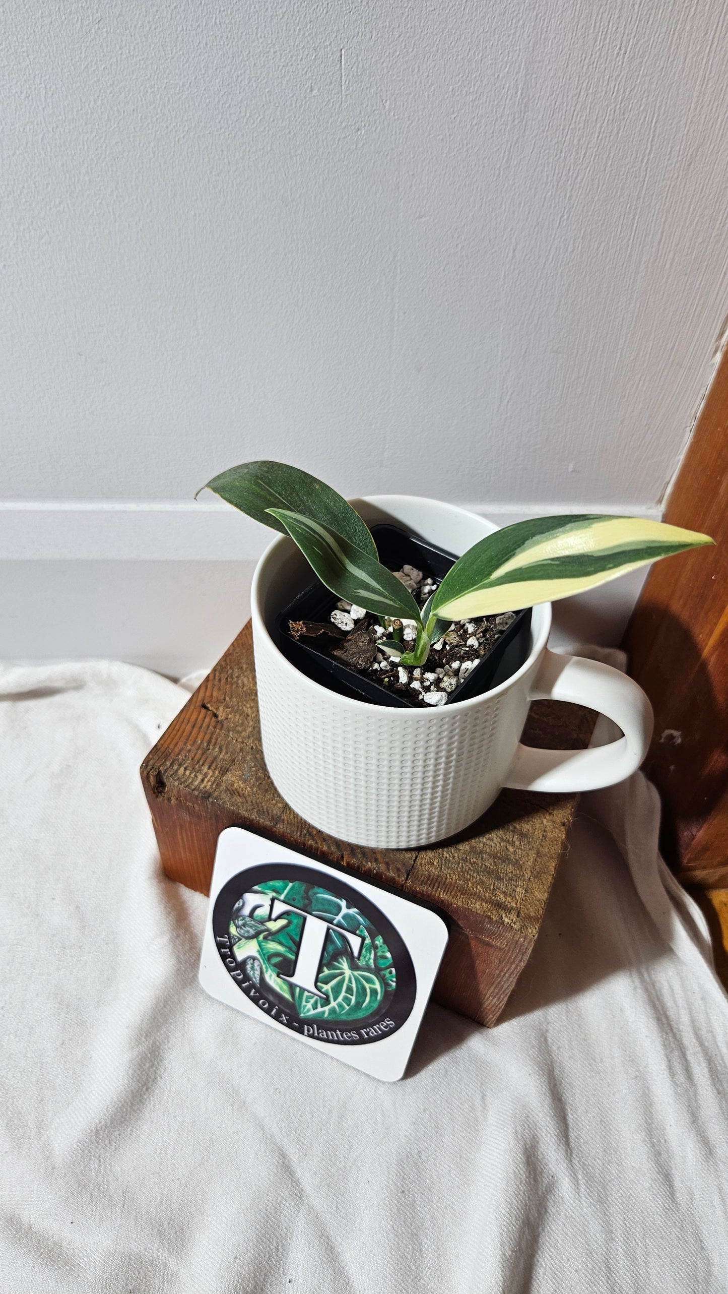 Scindapsus Hederaceus Blue Albo (SCI-1342)