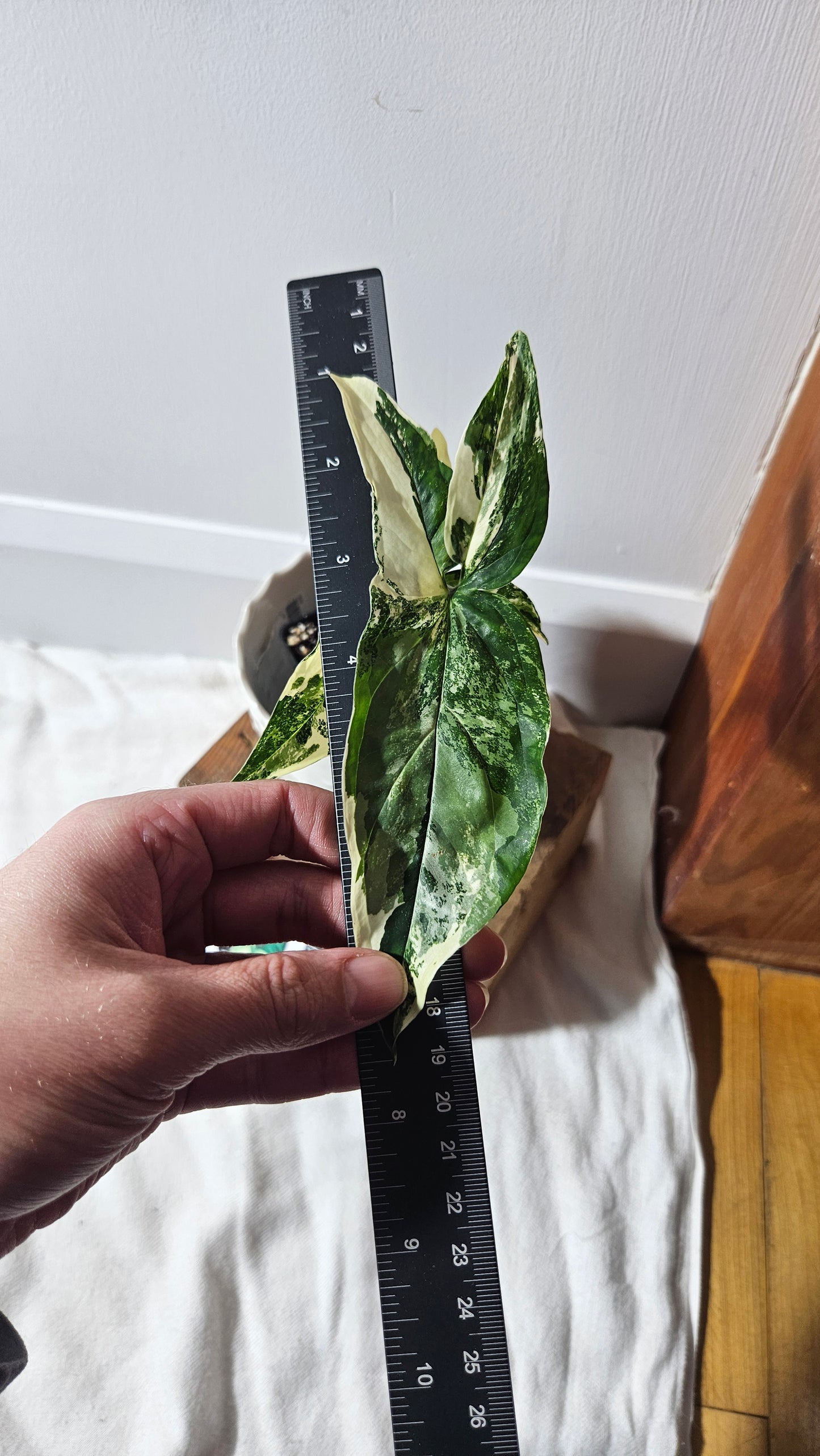 Syngonium Albo (SYN-397)