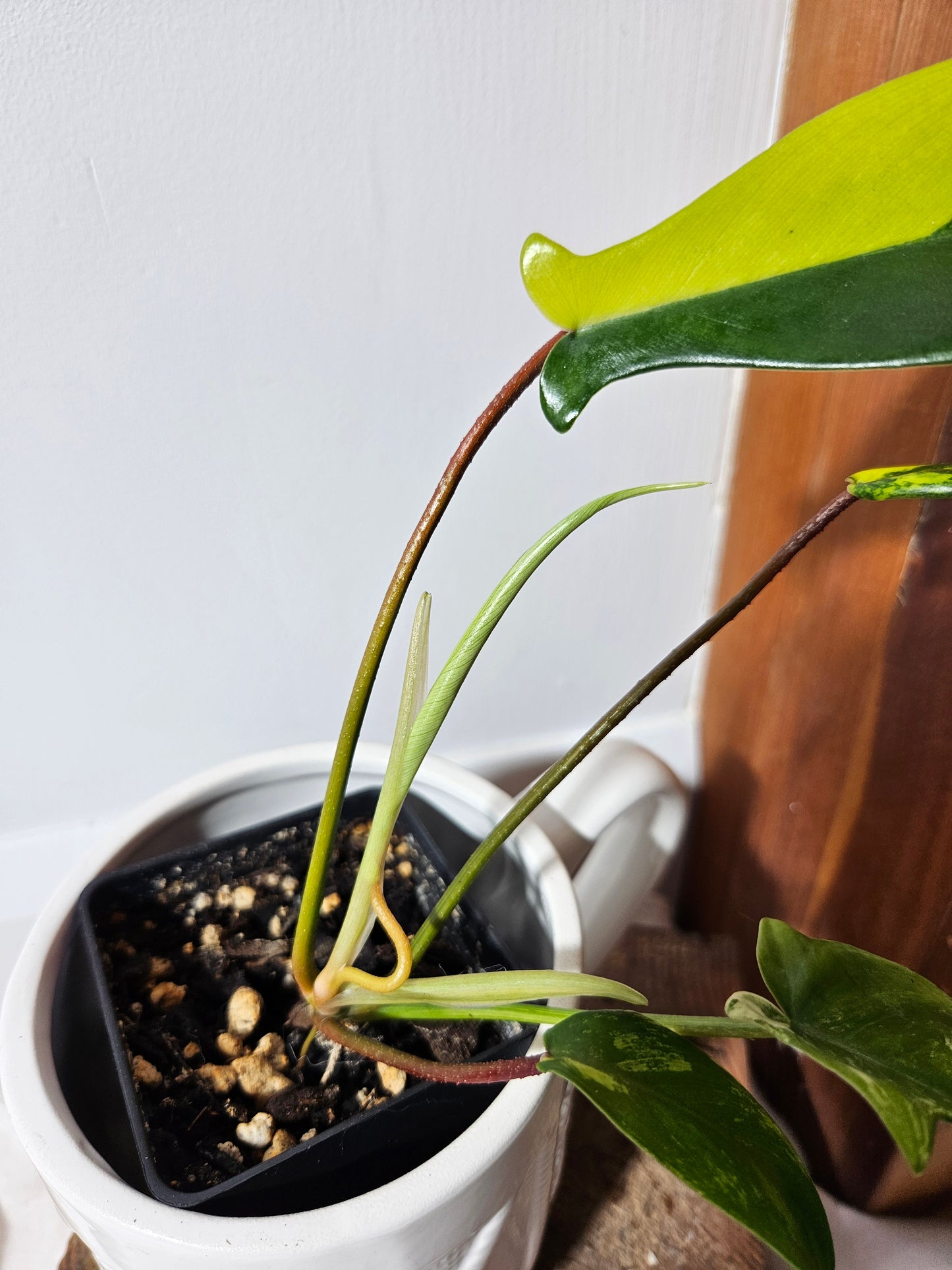 Philodendron Florida Beauty (PHI-395)