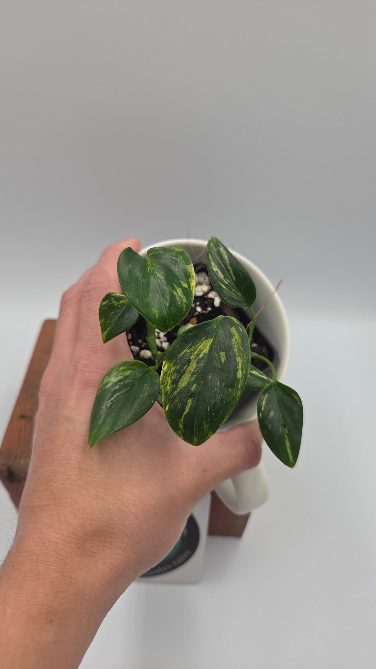 Monstera Standleyana Aurea (MON-585)