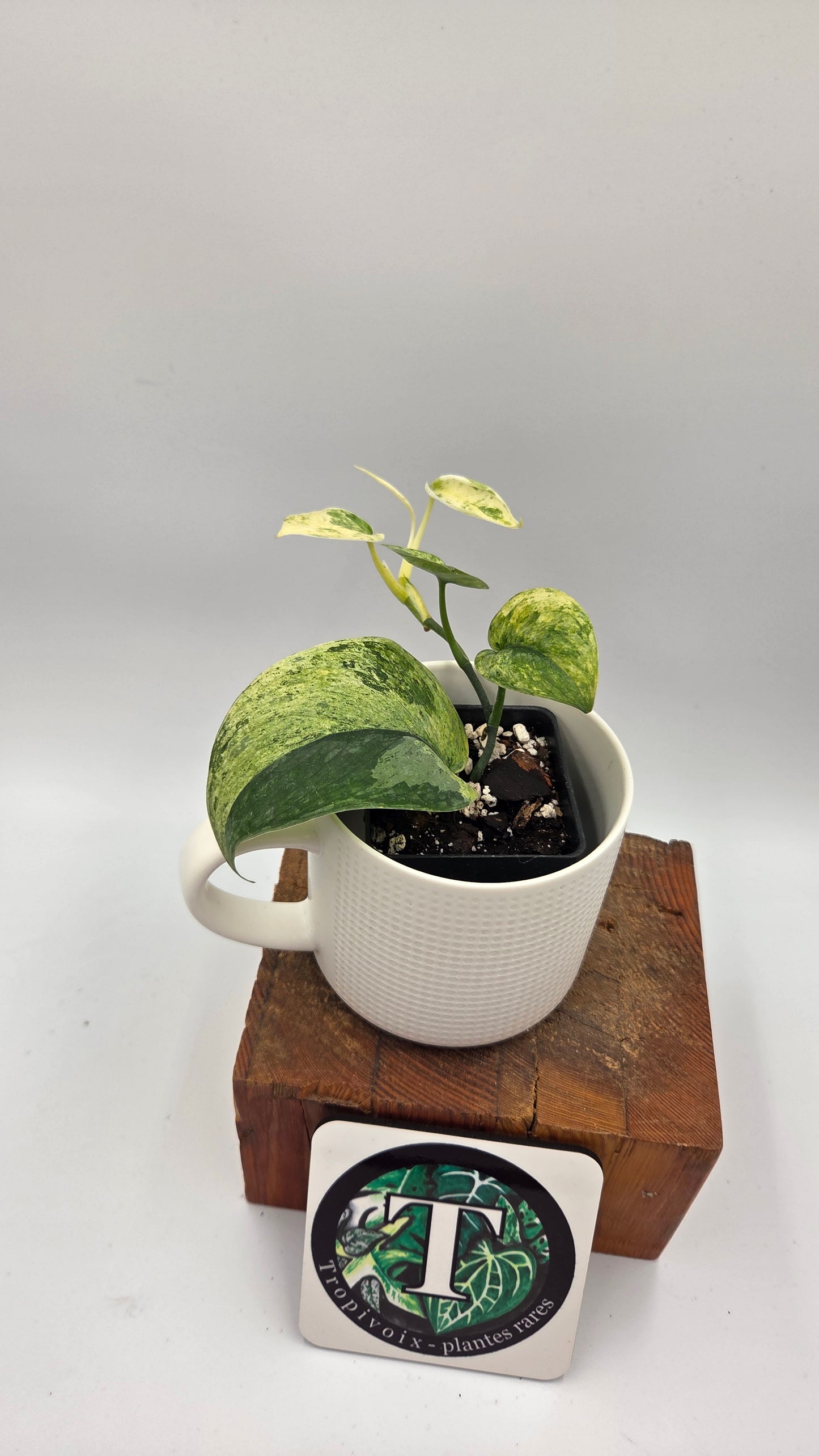 Scindapsus Silver Splash Kiara (SCI-1192)
