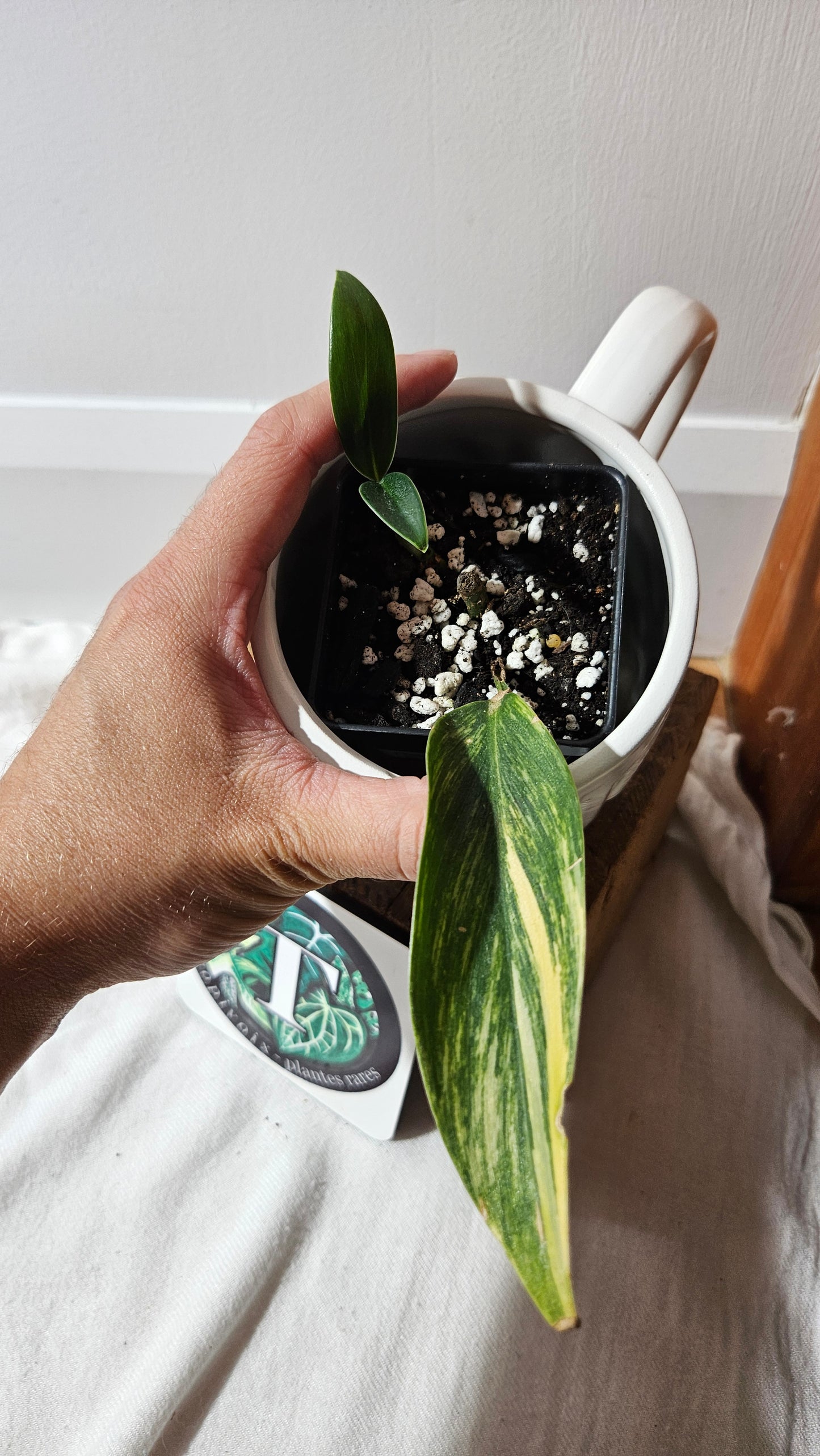 Scindapsus Rupestris Aurea REVERT (SCI-1308)