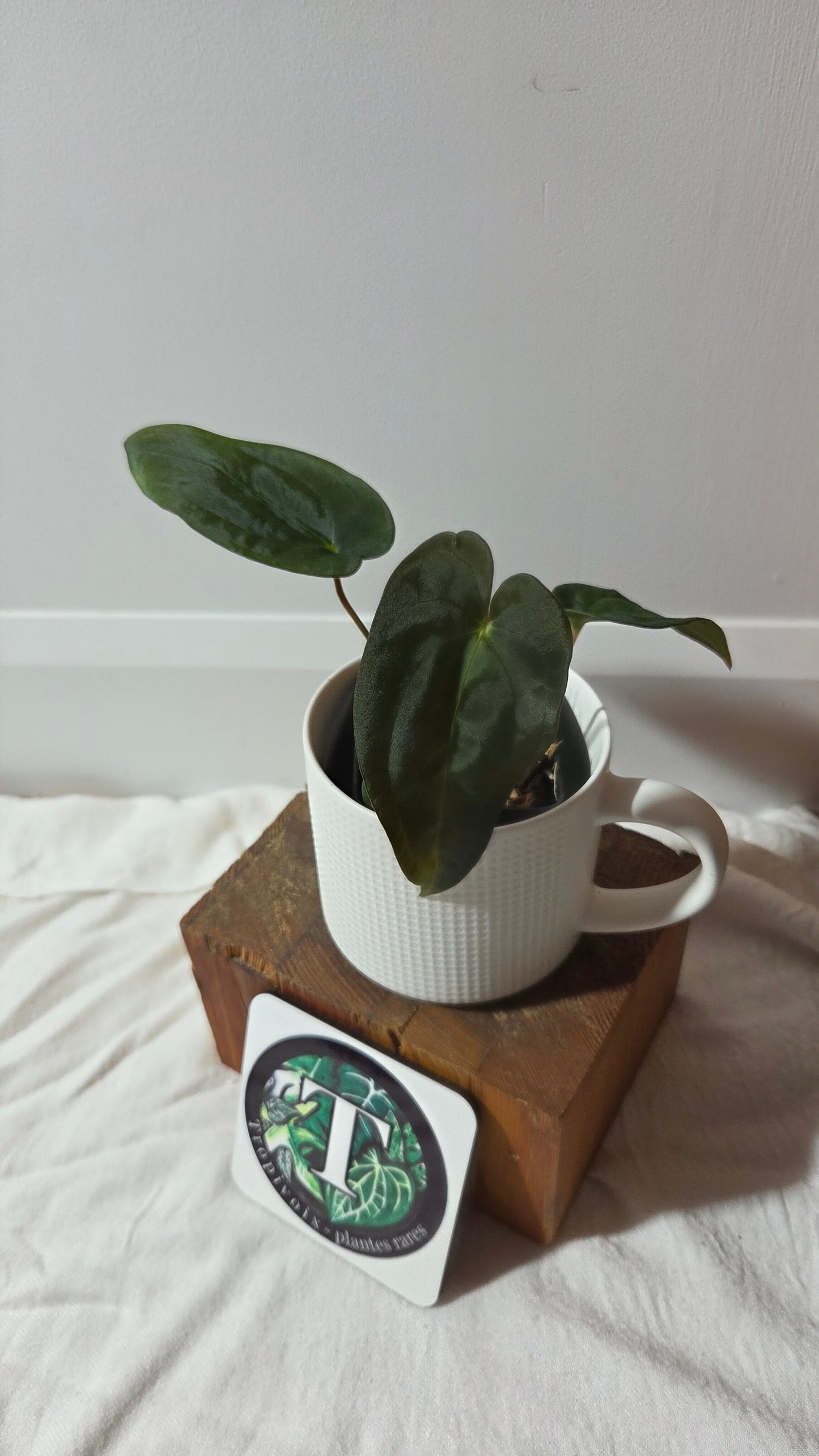 Anthurium  Papillilaminum (d'équateur) "format PETIT" (ANT-665)