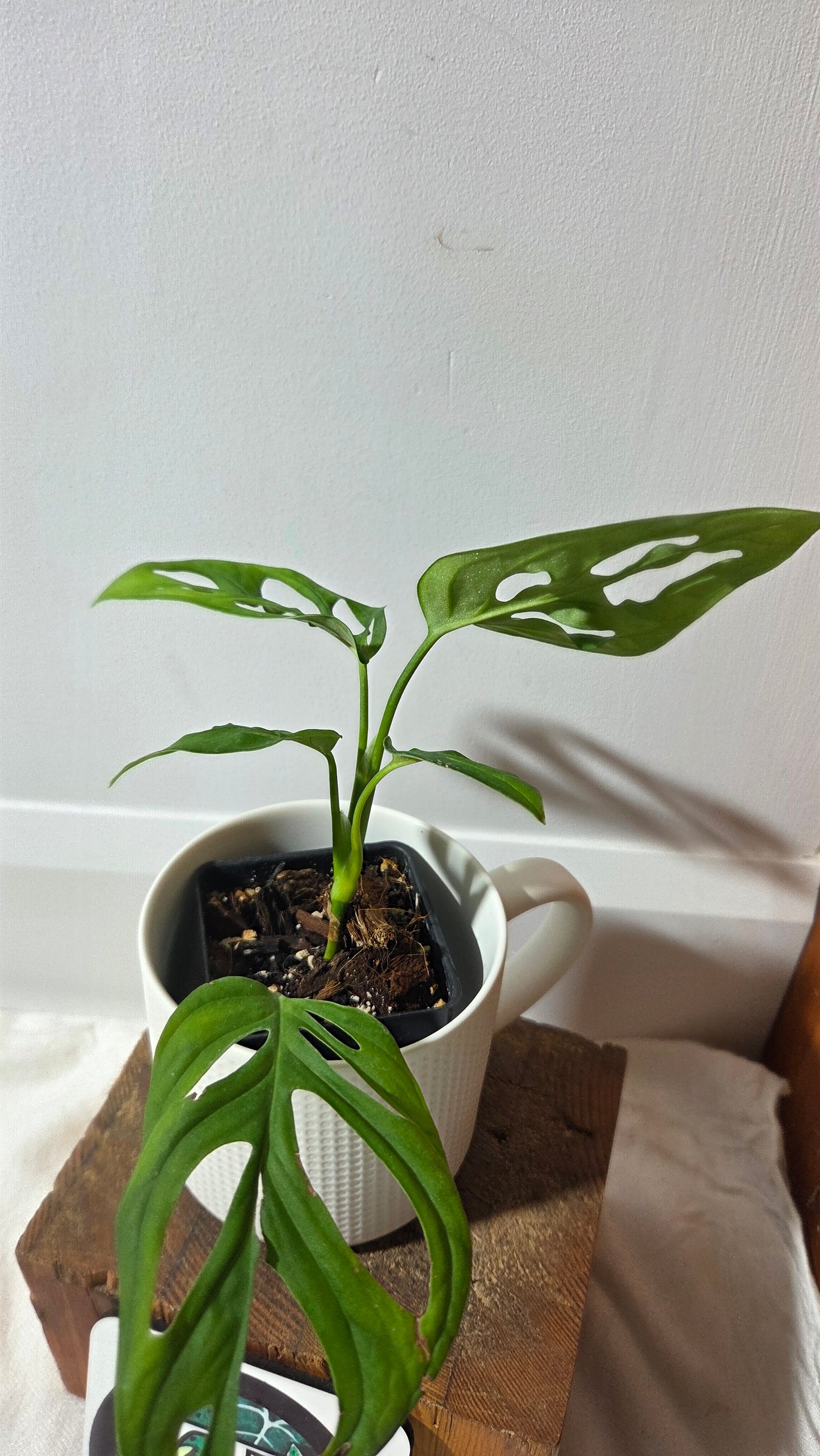 Monstera Obliqua aff La Bonita (MON-525)