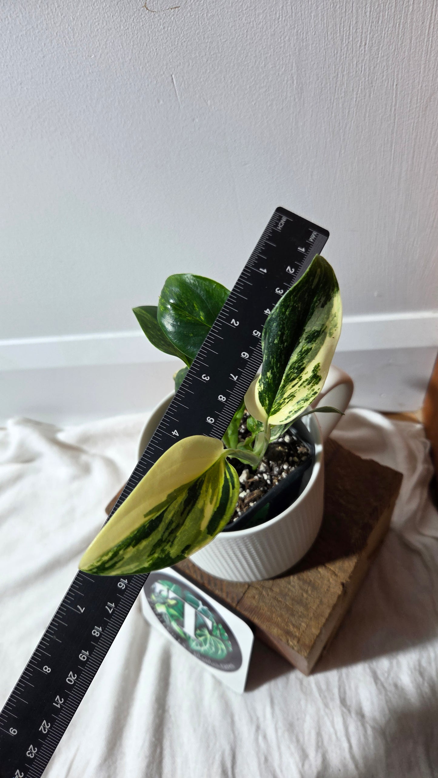 Monstera Standleyana Aurea (MON-485)