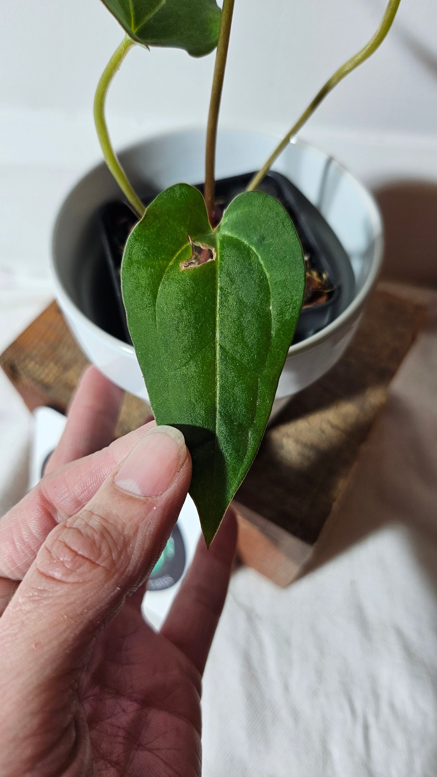 Anthurium Red Sterm x Legend "format PETIT" (ANT-254)