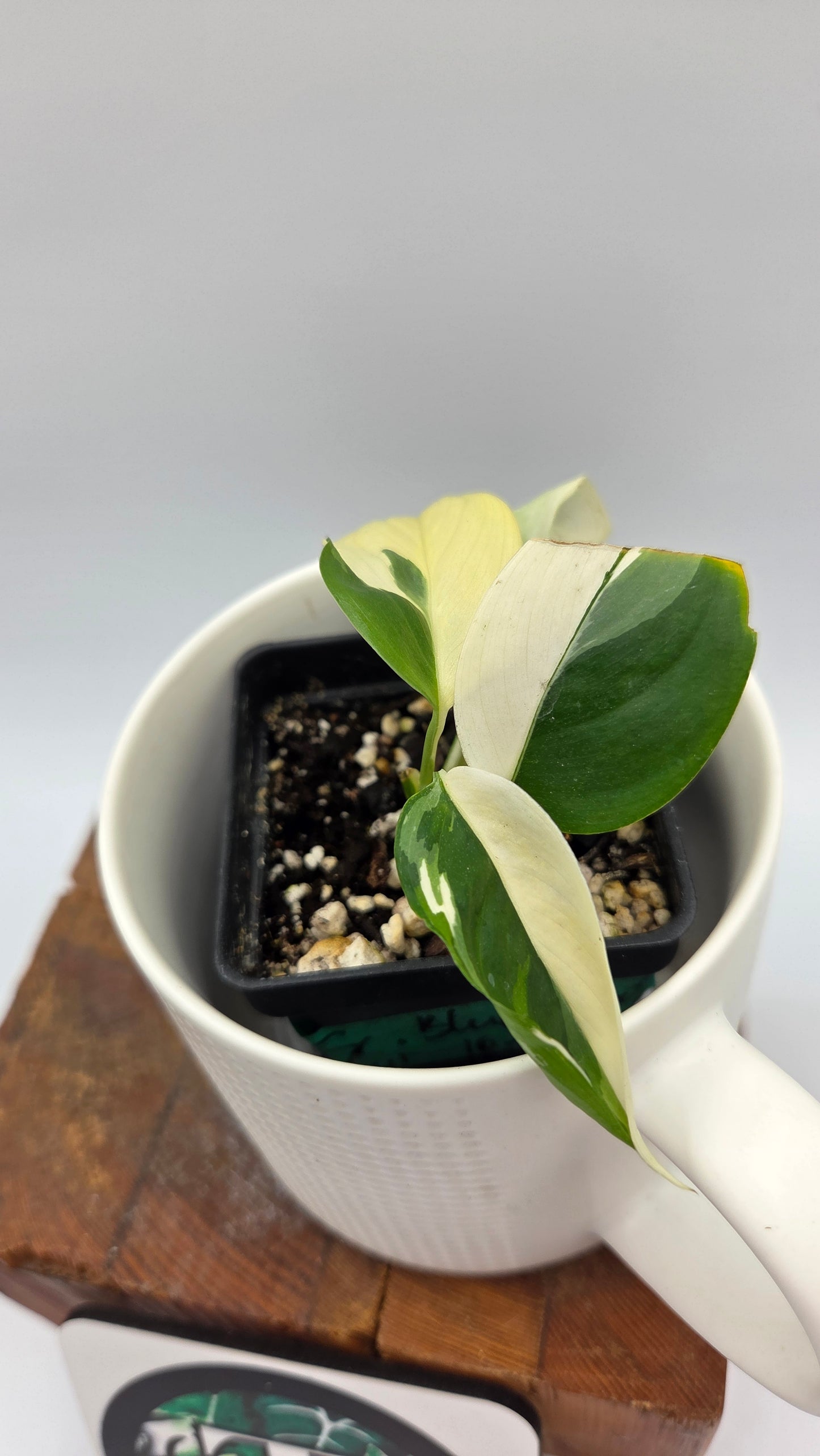 Scindapsus Blue Albo (SCI-1456)