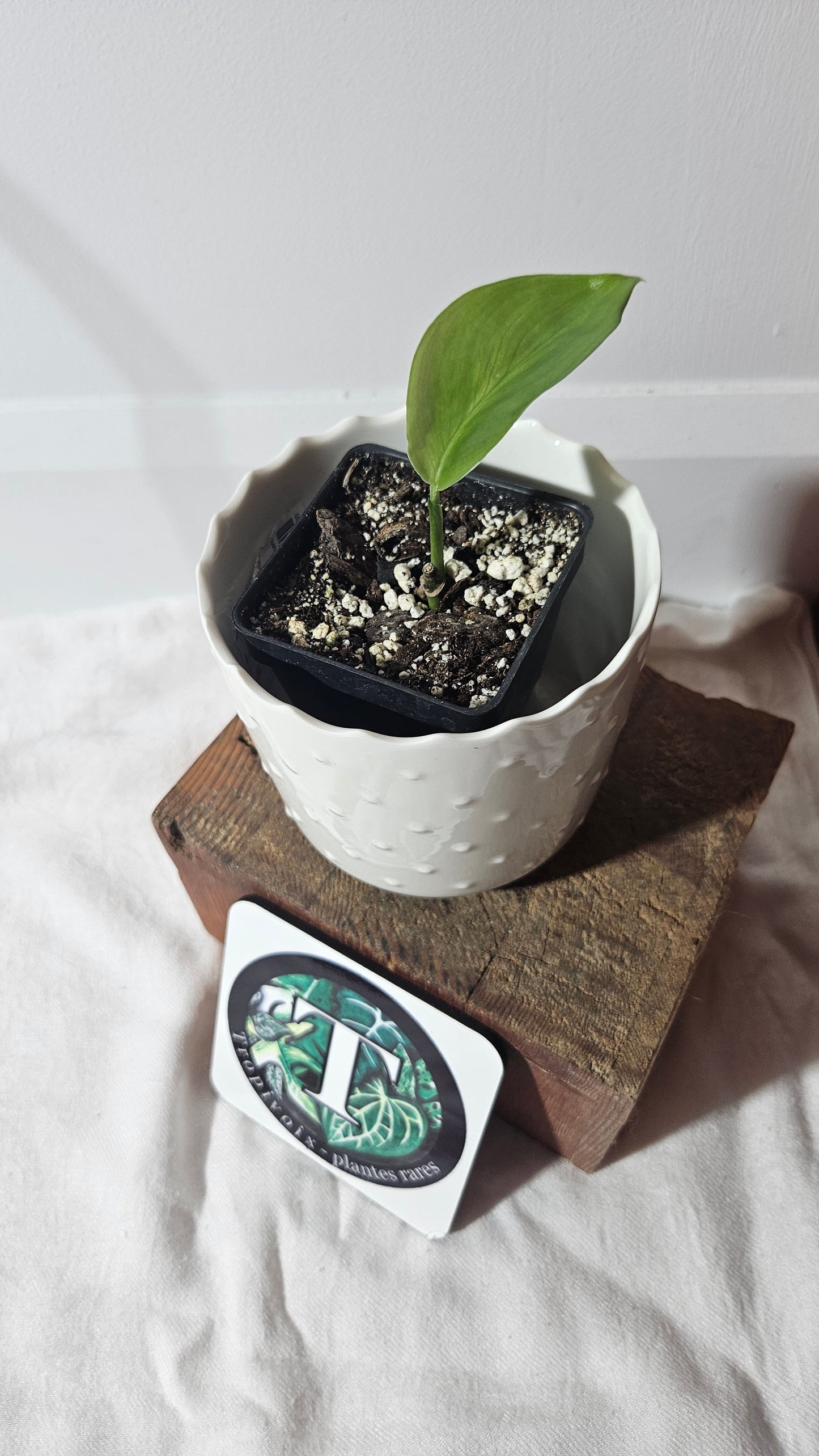 Scindapsus White Monster (SCI-968)