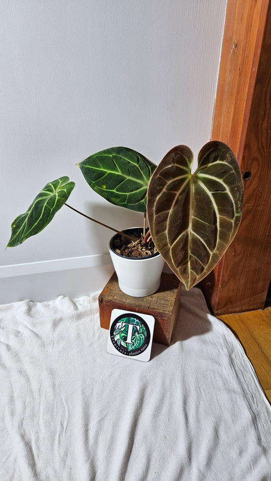 Anthurium Besseae Aff Super Dark "MEDIUM Format" (ANT-206)