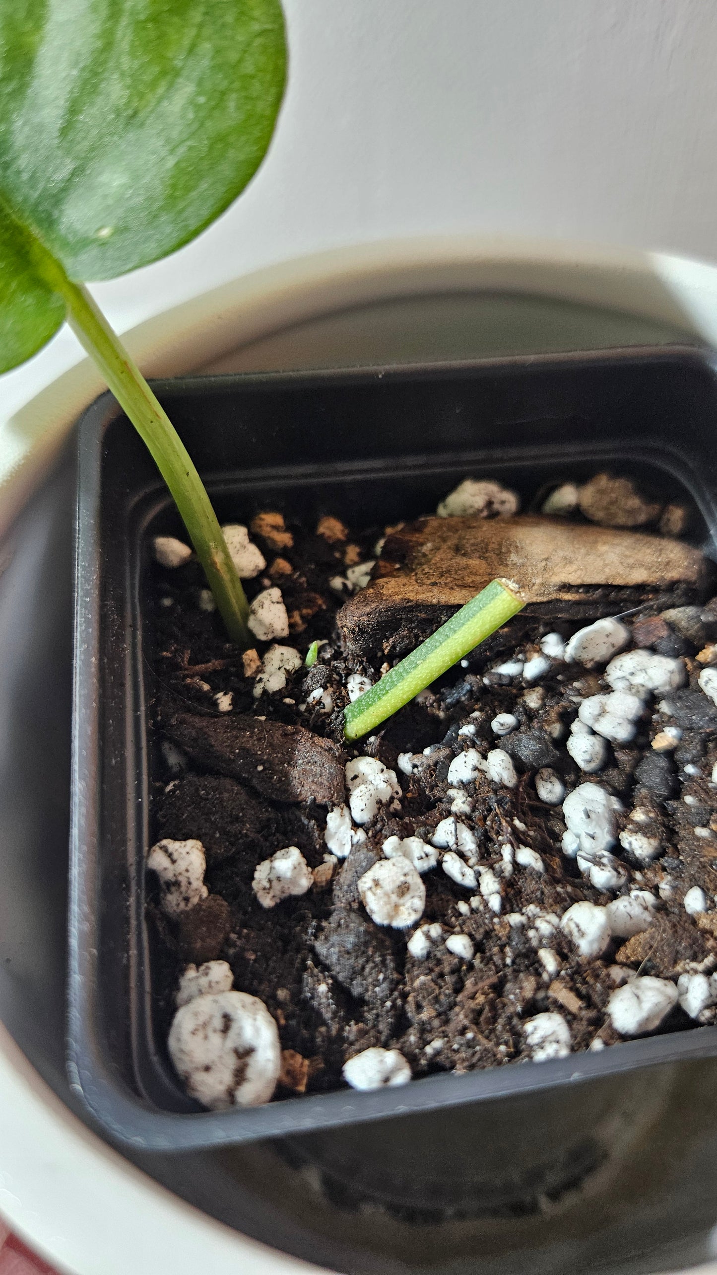 Scindapsus Silver Tattoo Variegata (SCI-1093)