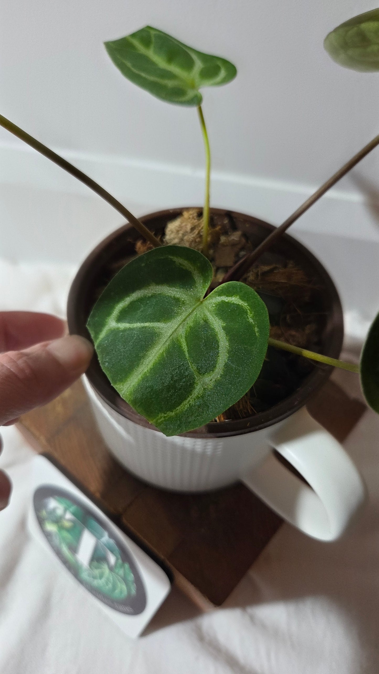 Anthurium Domino Hybrid "format MOYEN" (ANT-658)