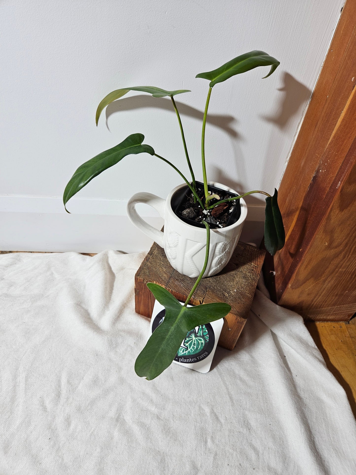 Philodendron Longilobatum (PHI-401)