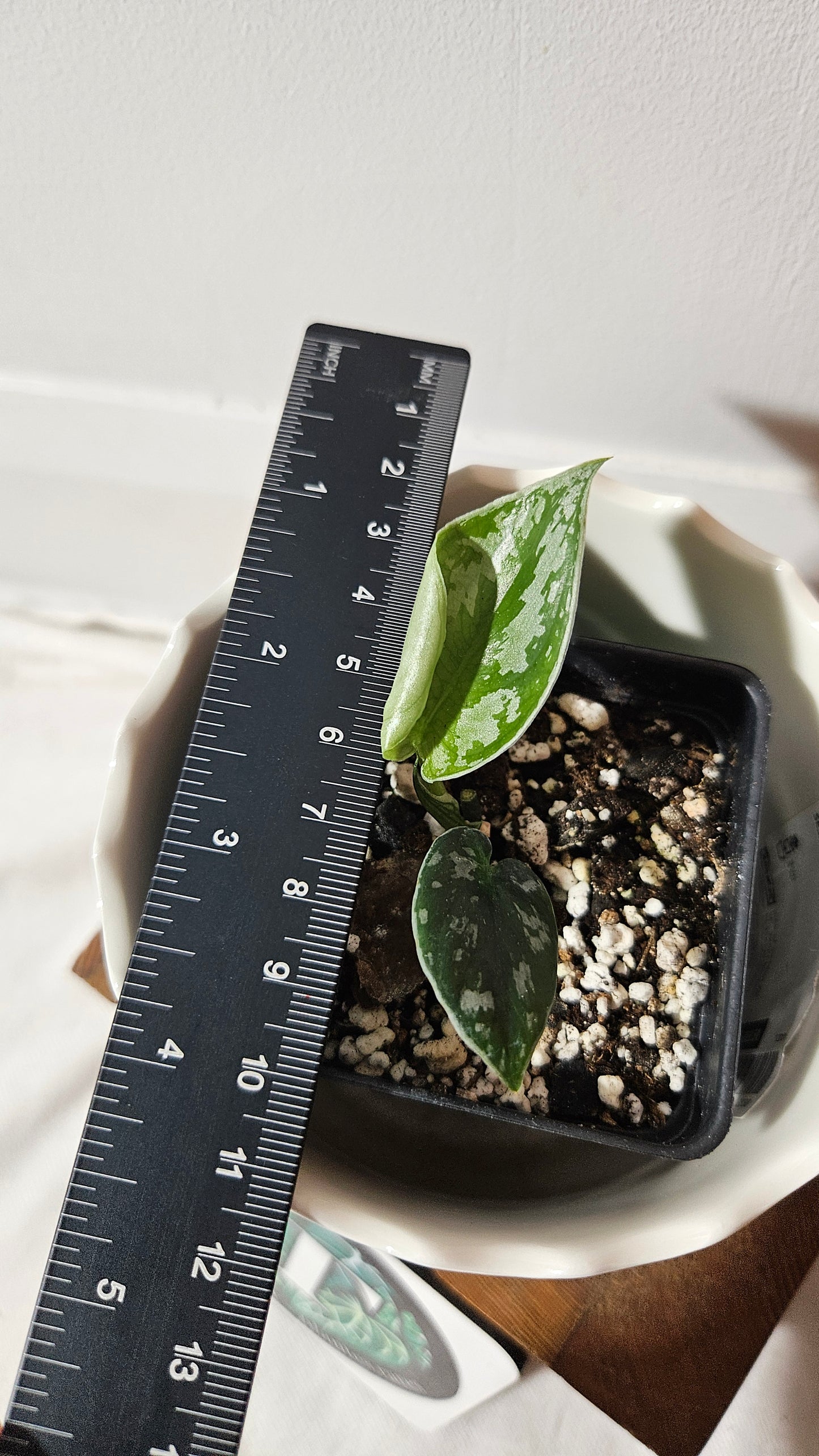Scindapsus Dark Tricolore (SCI-1040)