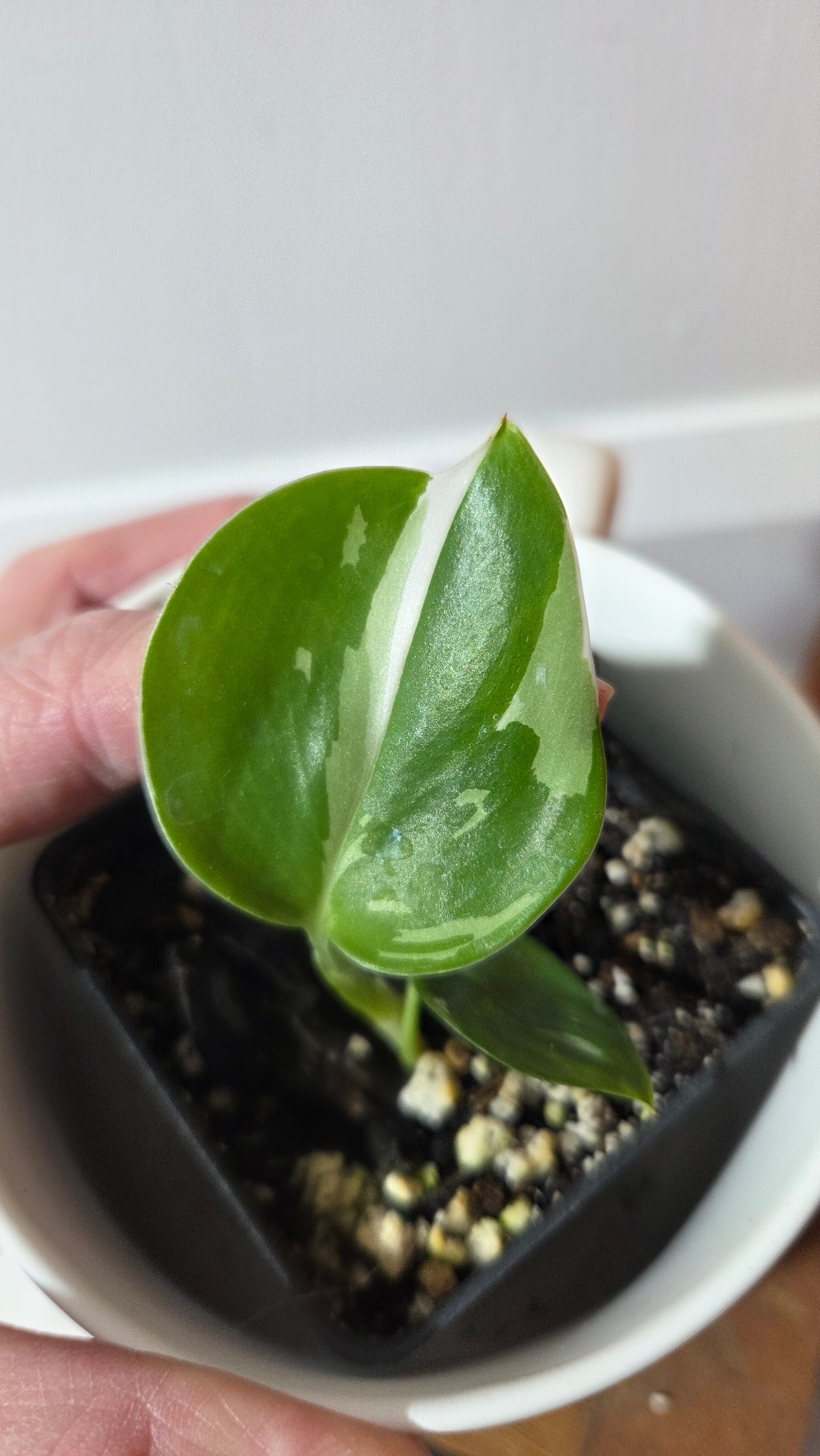 Scindapsus Treubii Moonlight Albo (SCI-1349)