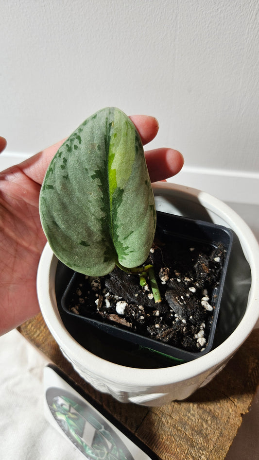 Scindapsus Yupa (SCI-1300)
