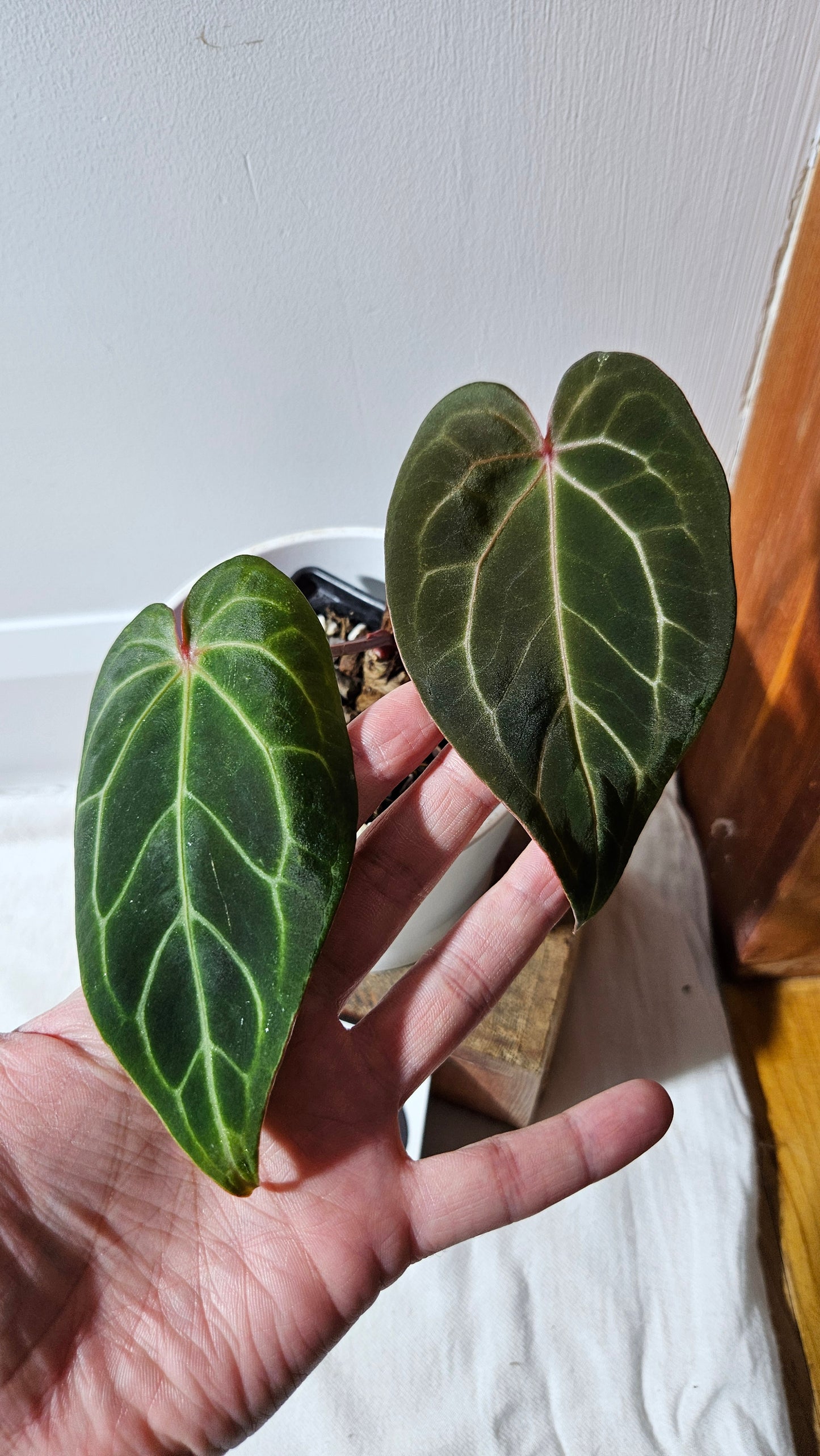 Anthurium Magnificum X KOS "format MOYEN" (ANT-563)