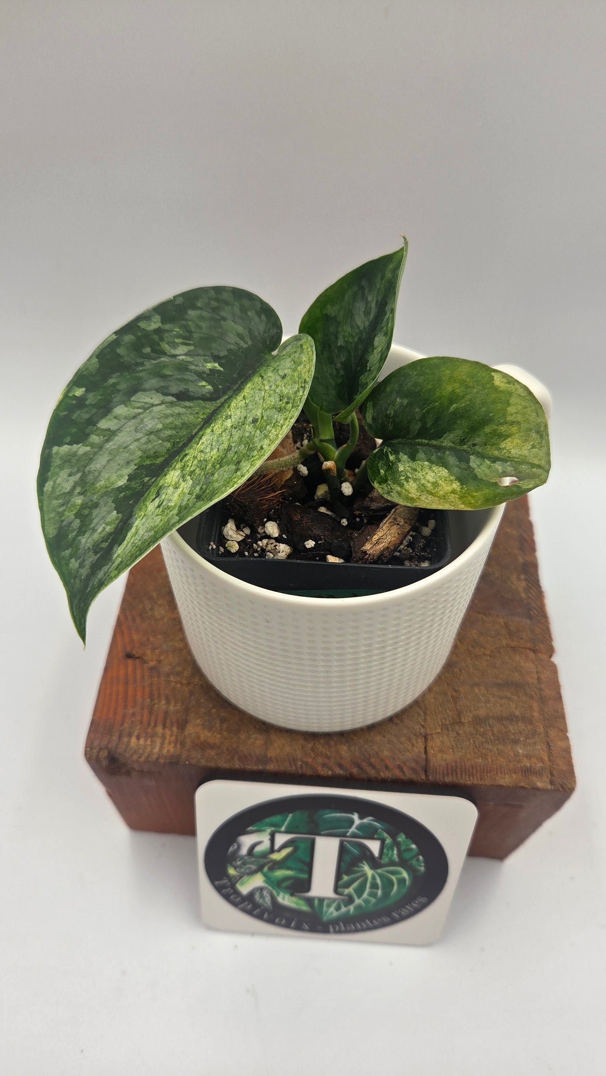 Scindapsus Silver Cloud mutation (SCI-999)