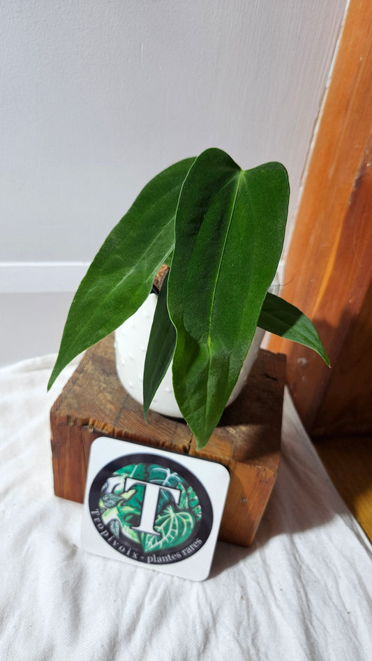 Anthurium Cirinoi X Papillilaminum "format PETIT" (ANT-596)