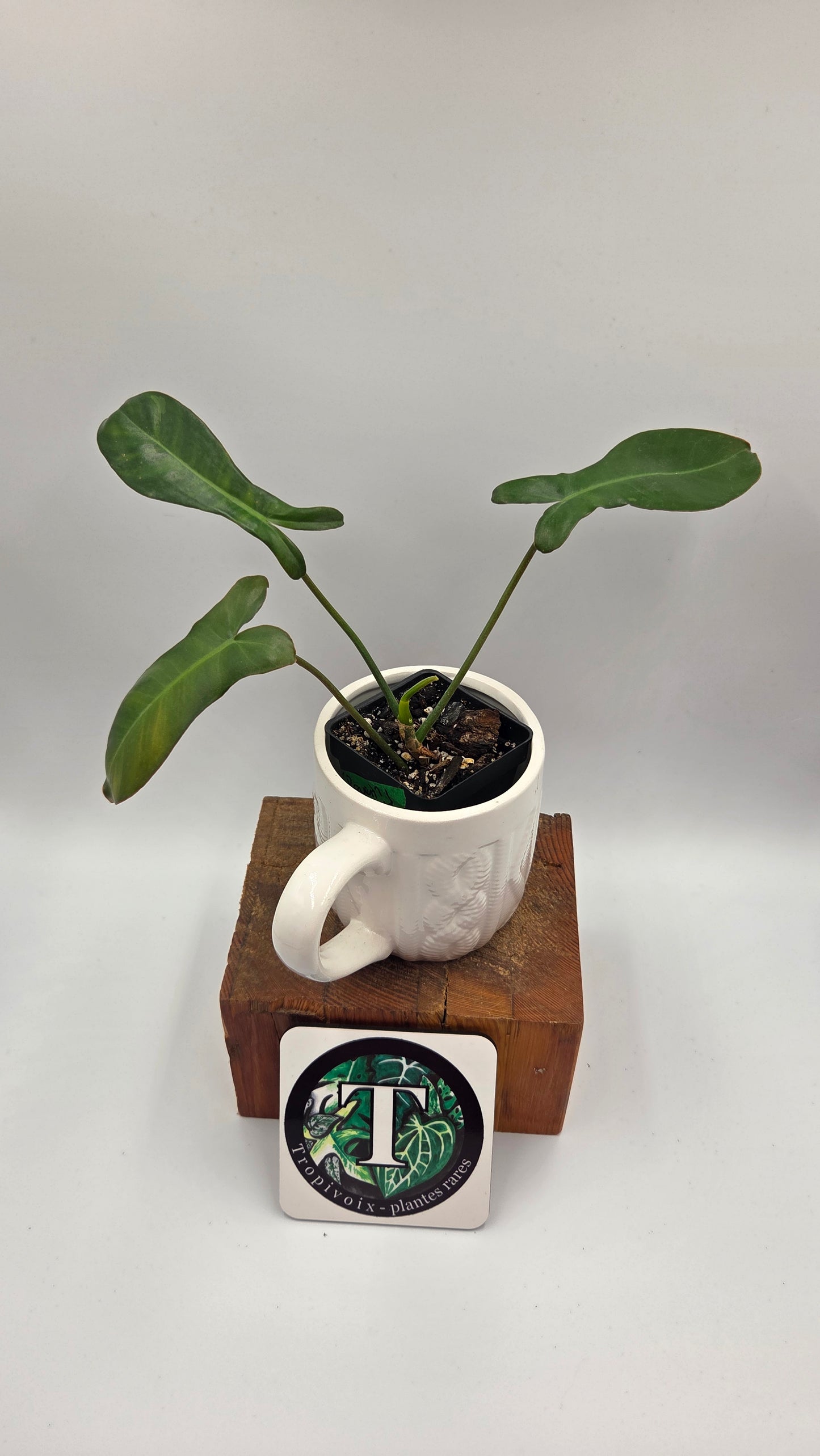Philodendron Paradise Beauty (FloridaBeautyXParaiso Verde)(PHI-1024)