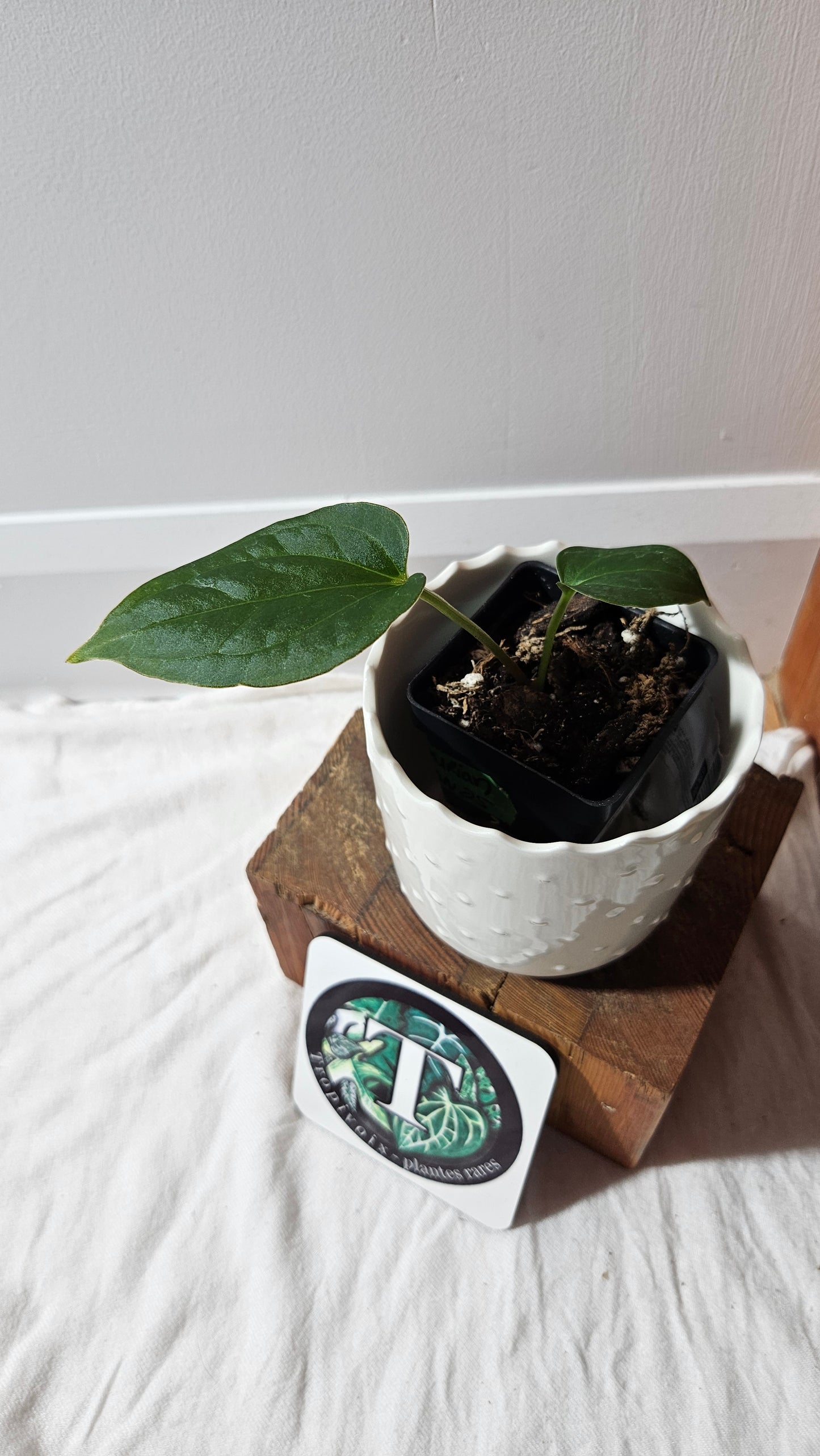 Anthurium KOS X Luxurians "format PETIT" (ANT-627)