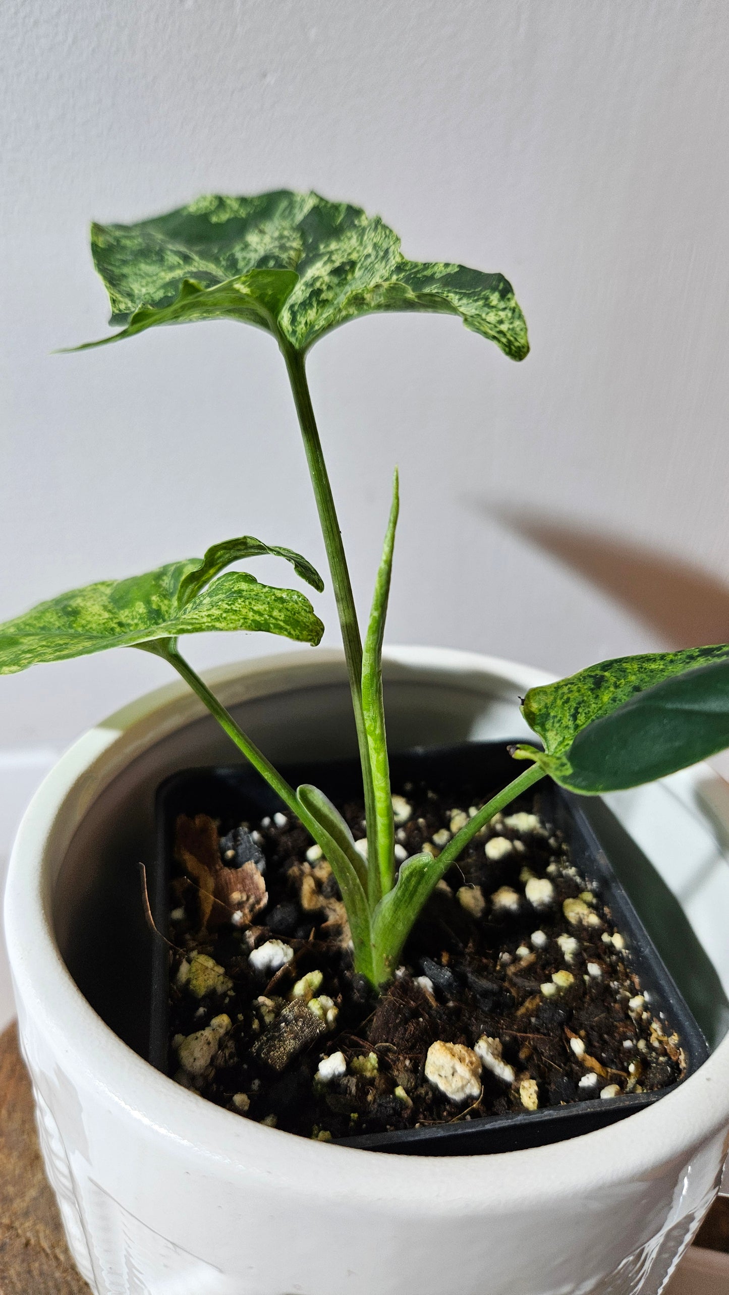 Syngonium Mojito (SYN-462)