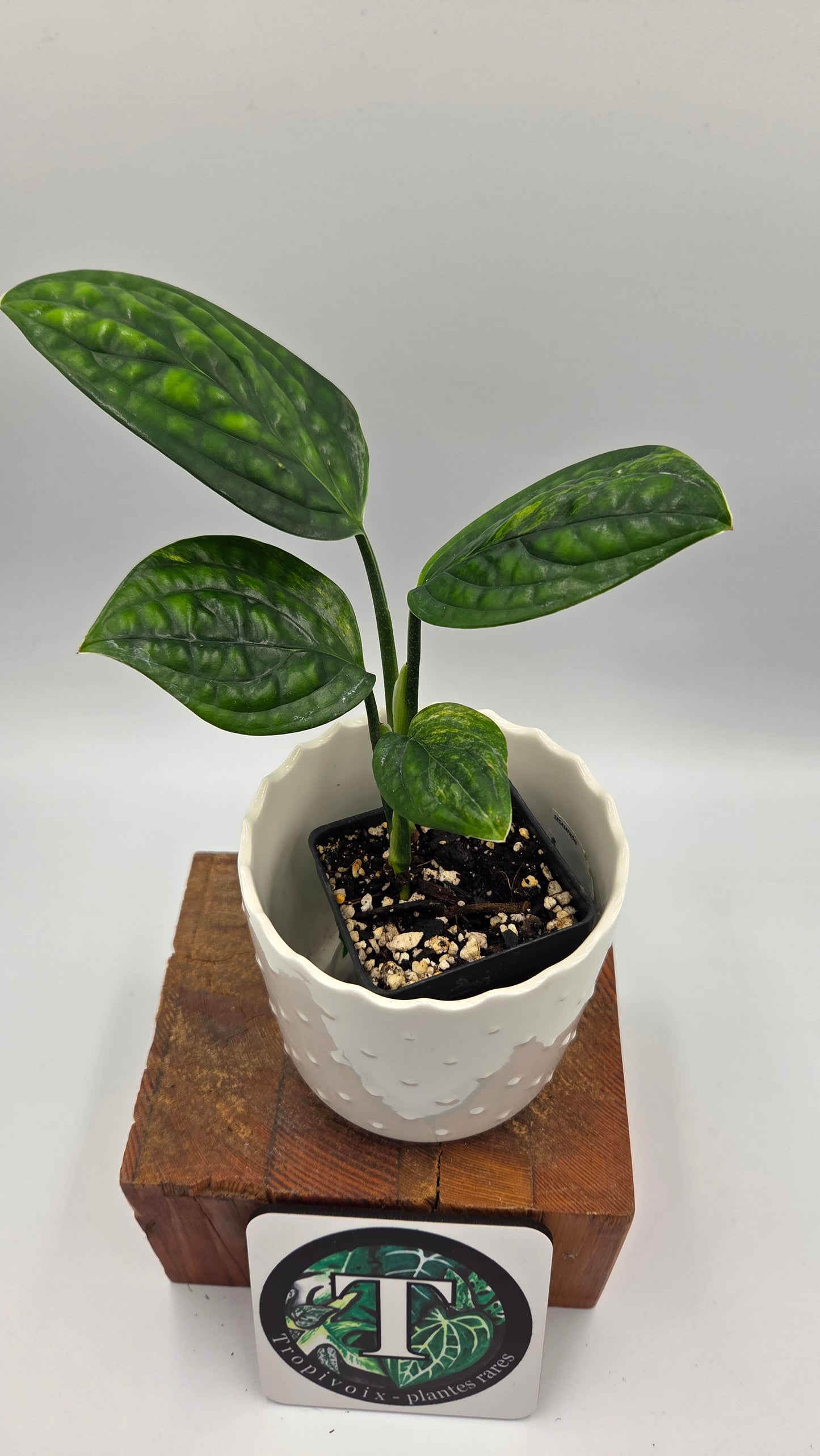 Monstera Karstenianum/Peru Variegata (MON-539)