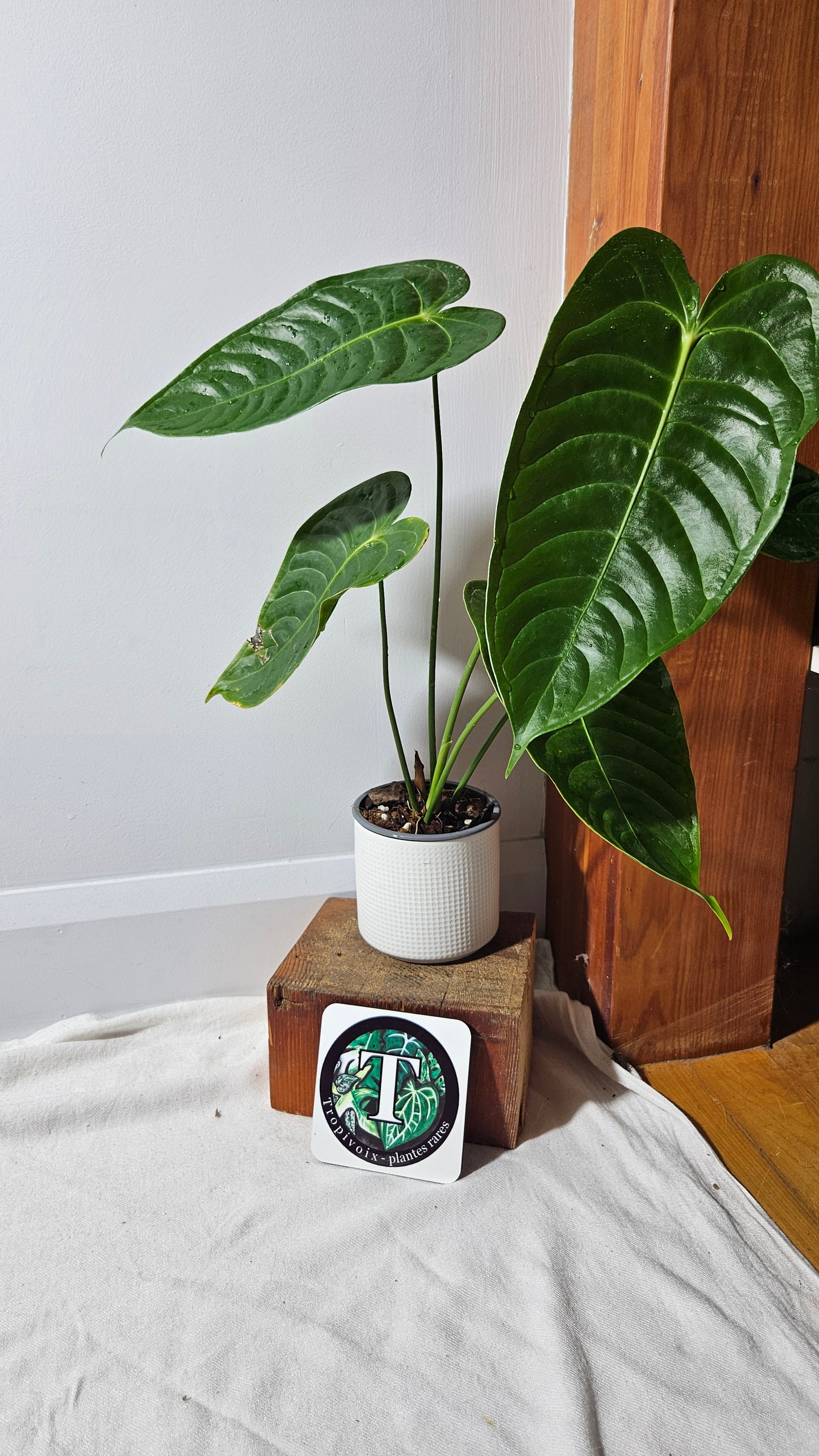 Anthurium Veitchii Narrow "format LARGE" (ANT-643)