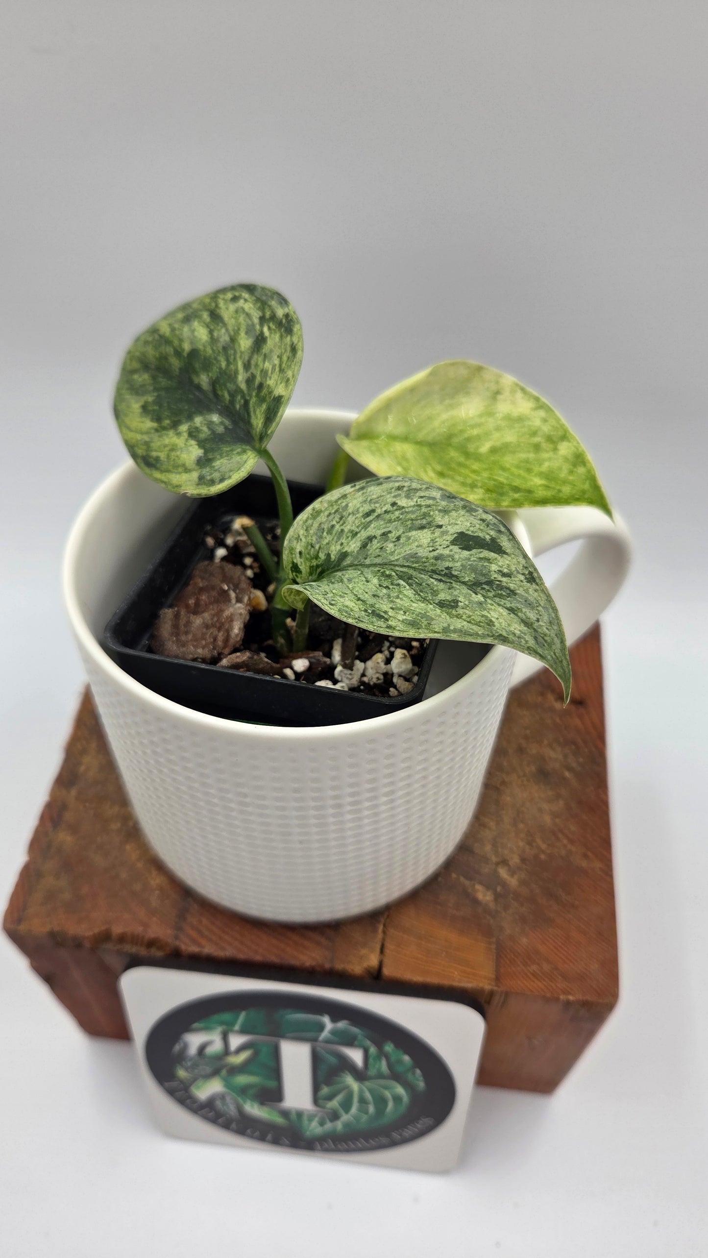 Scindapsus Silver Satin albo (SCI-1375)