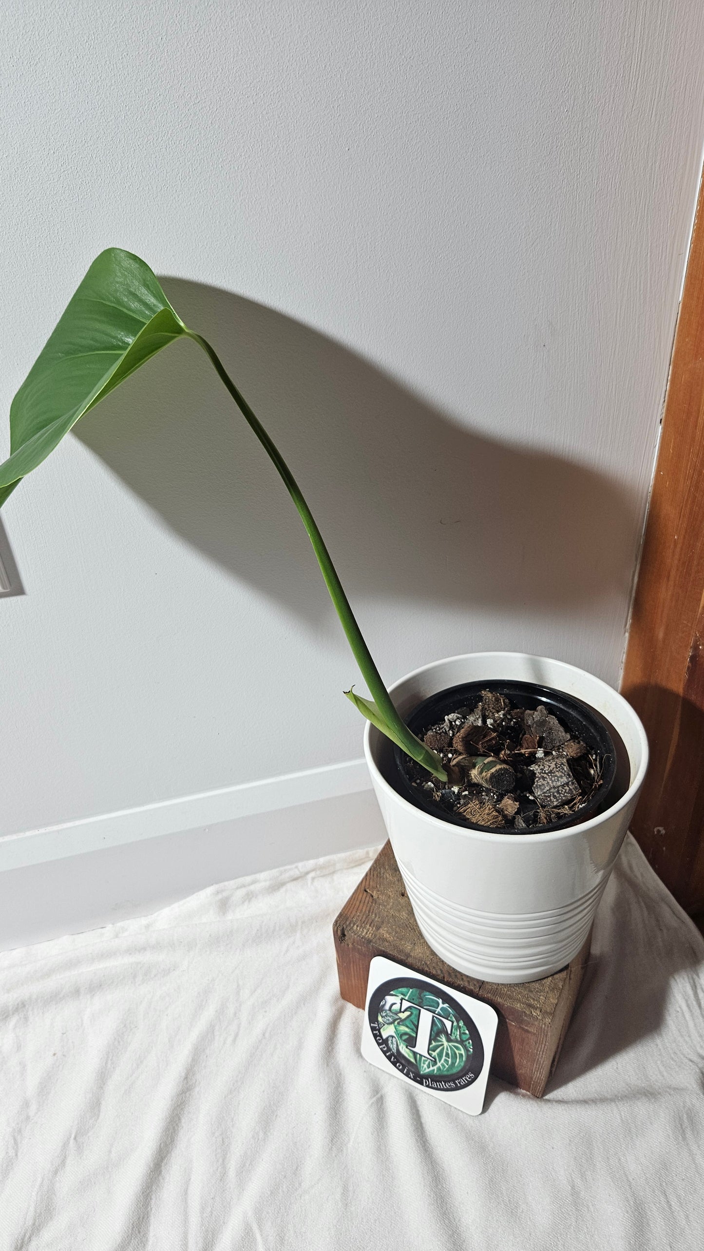Monstera Brazilian Form (MON-450)