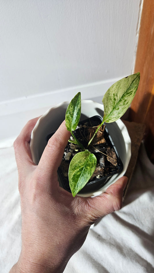 Monstera Laniata Mint (MON-395)
